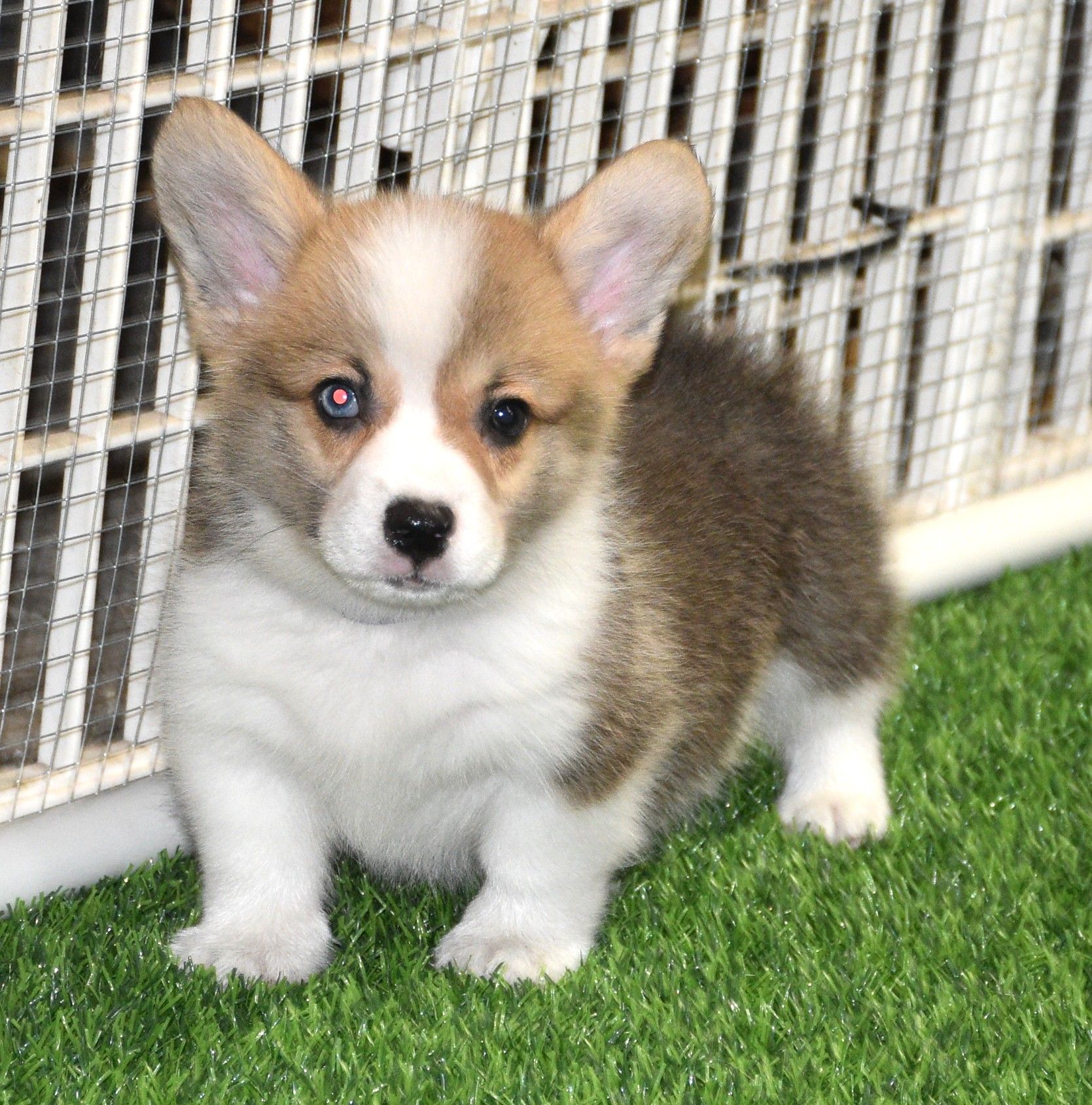 Archie, Pembroke Welsh Corgi puppy at F&M Corgis, photo 5