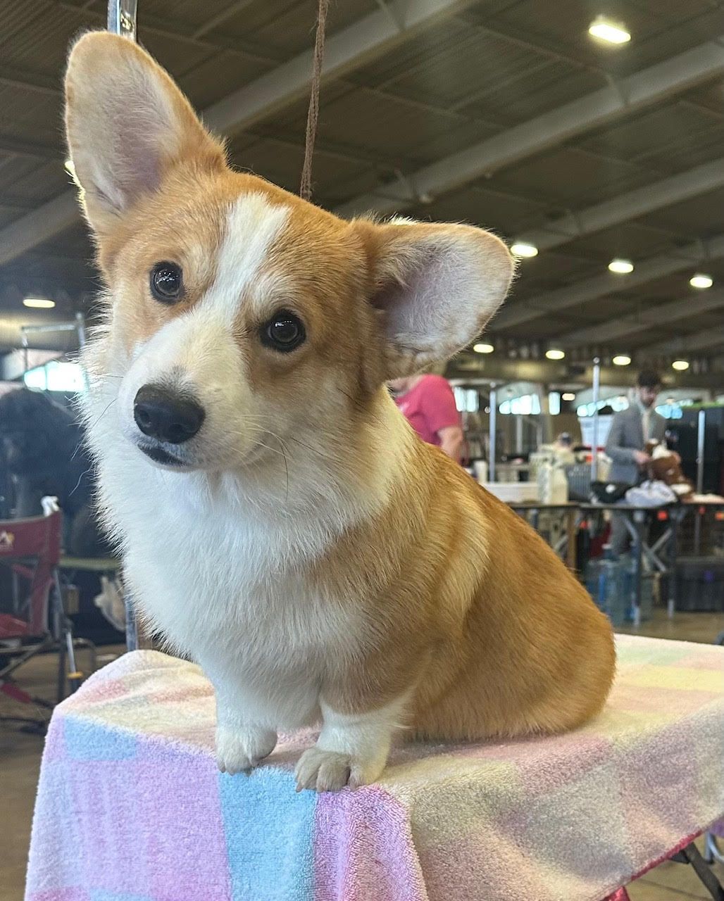 Cardigan Welsh Corgi Kenny with family