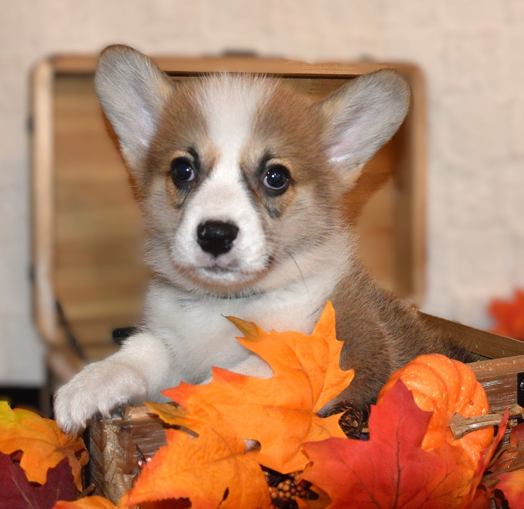 Artie, Pembroke Welsh Corgi puppy for sale at F&M Corgis