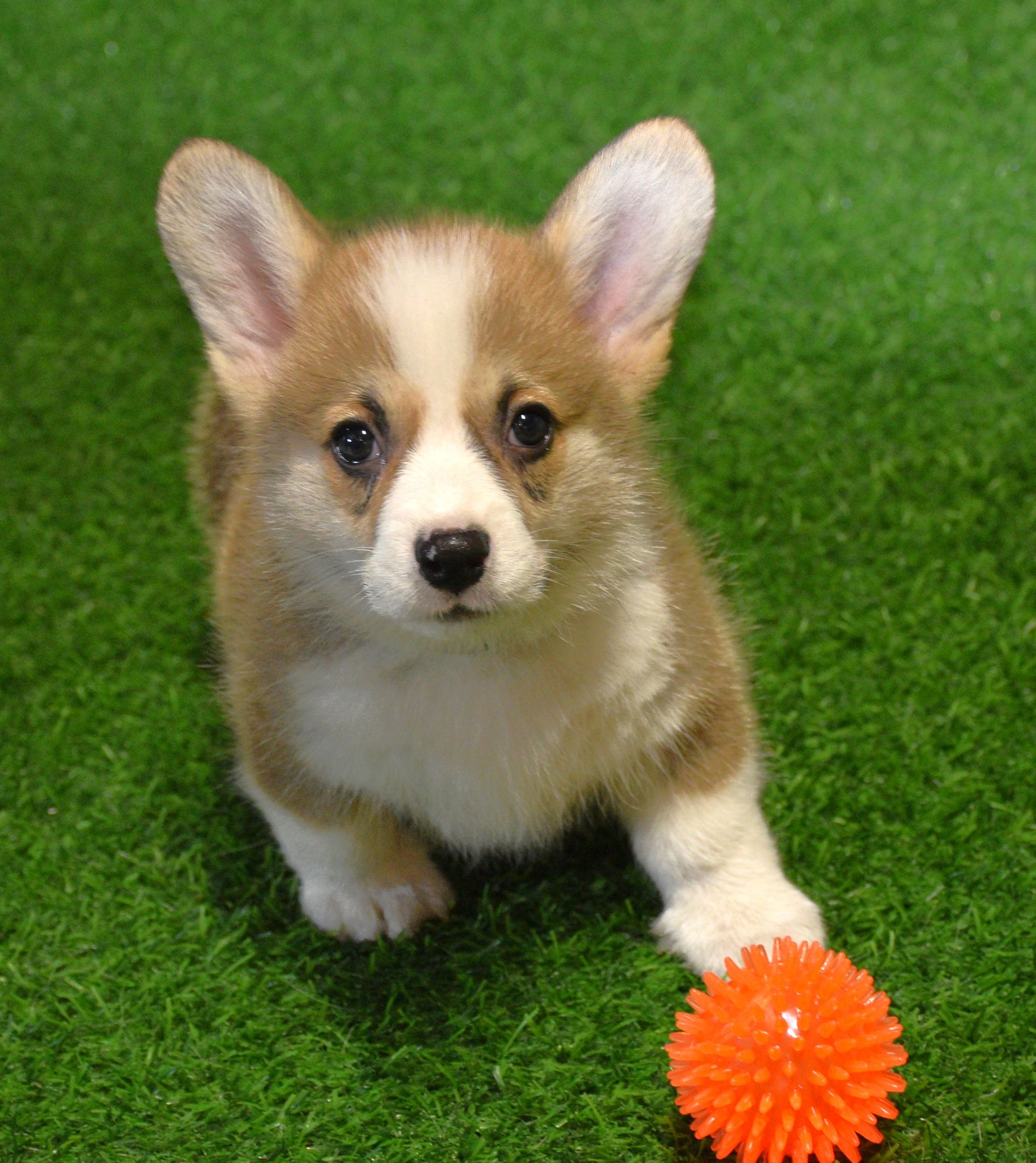Artie, Pembroke Welsh Corgi puppy at F&M Corgis, photo 2