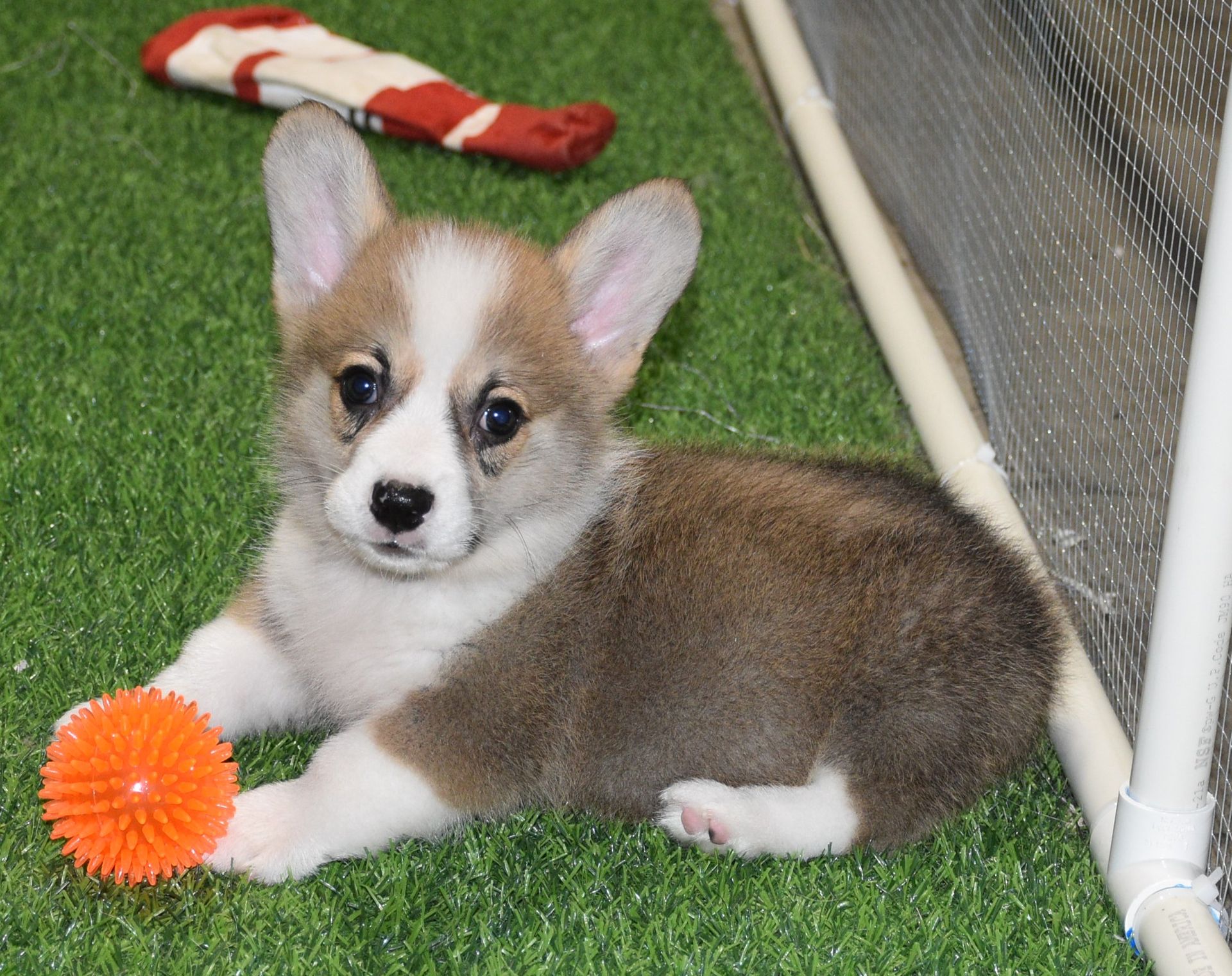Artie, Pembroke Welsh Corgi puppy at F&M Corgis, photo 5