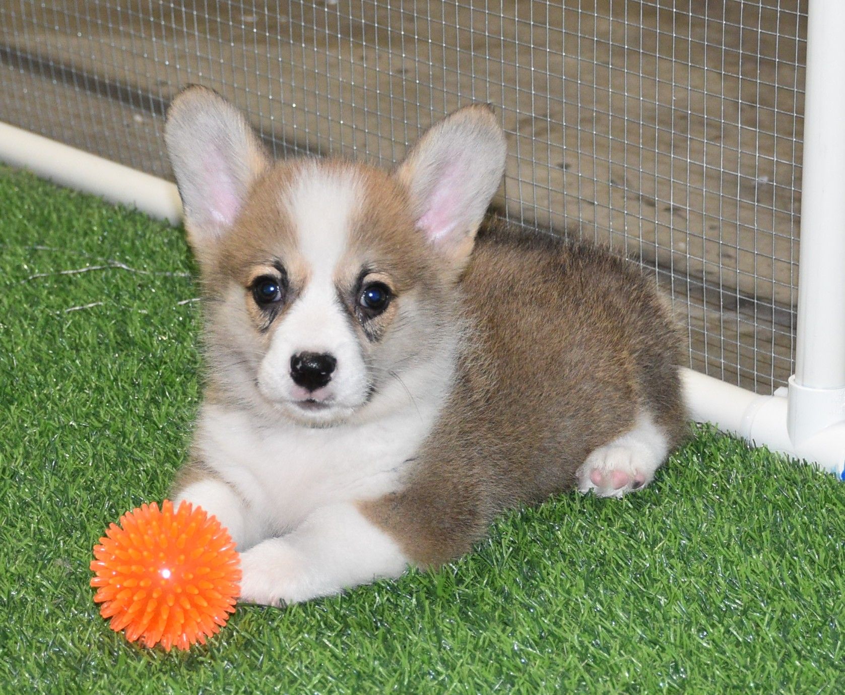 Artie, Pembroke Welsh Corgi puppy at F&M Corgis, photo 4