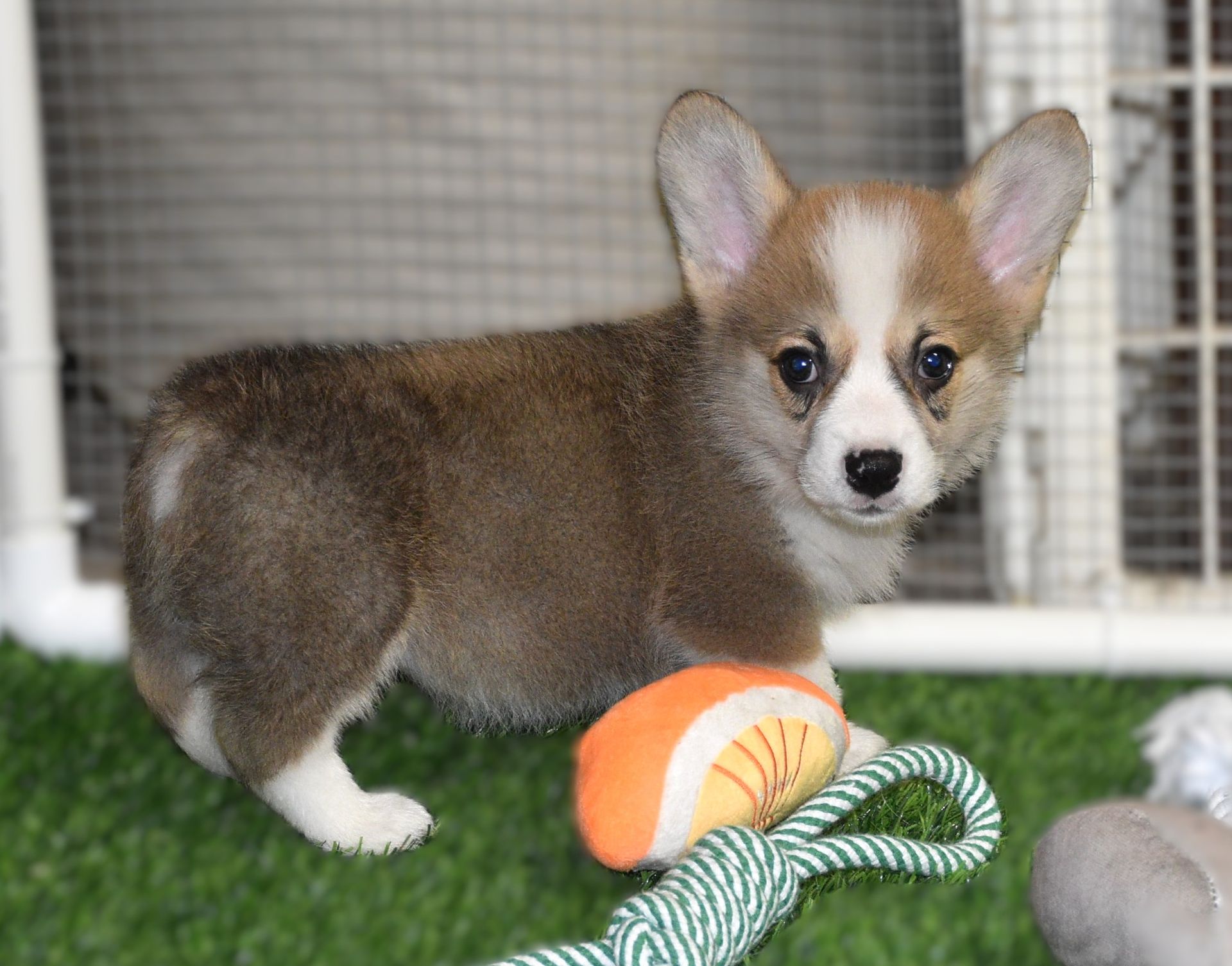 Artie, Pembroke Welsh Corgi puppy at F&M Corgis, photo 6