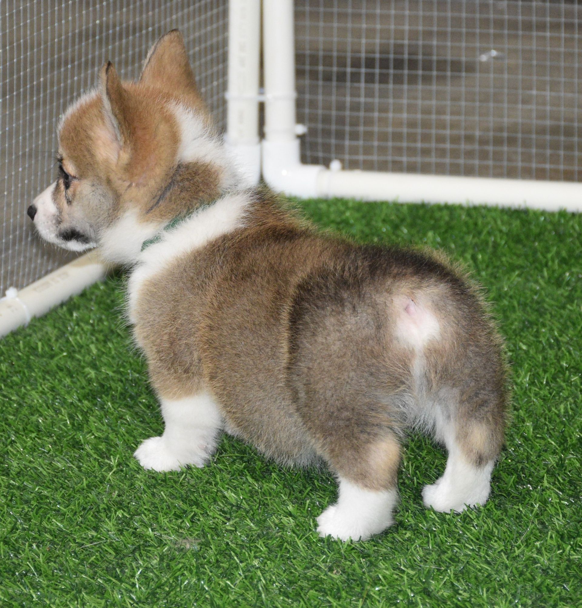 Artie, Pembroke Welsh Corgi puppy at F&M Corgis, photo 7