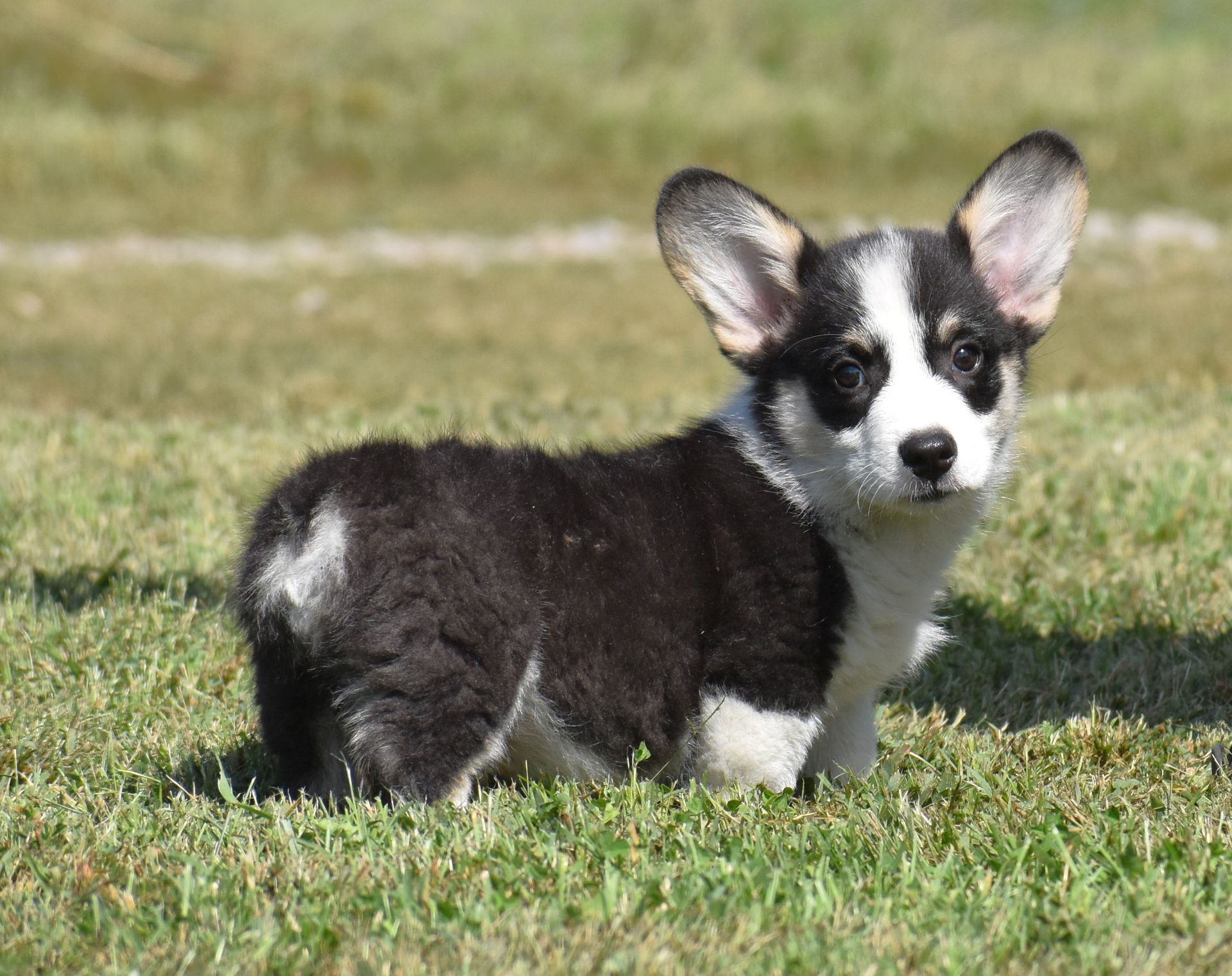 Pembroke Welsh Corgi puppy Austin