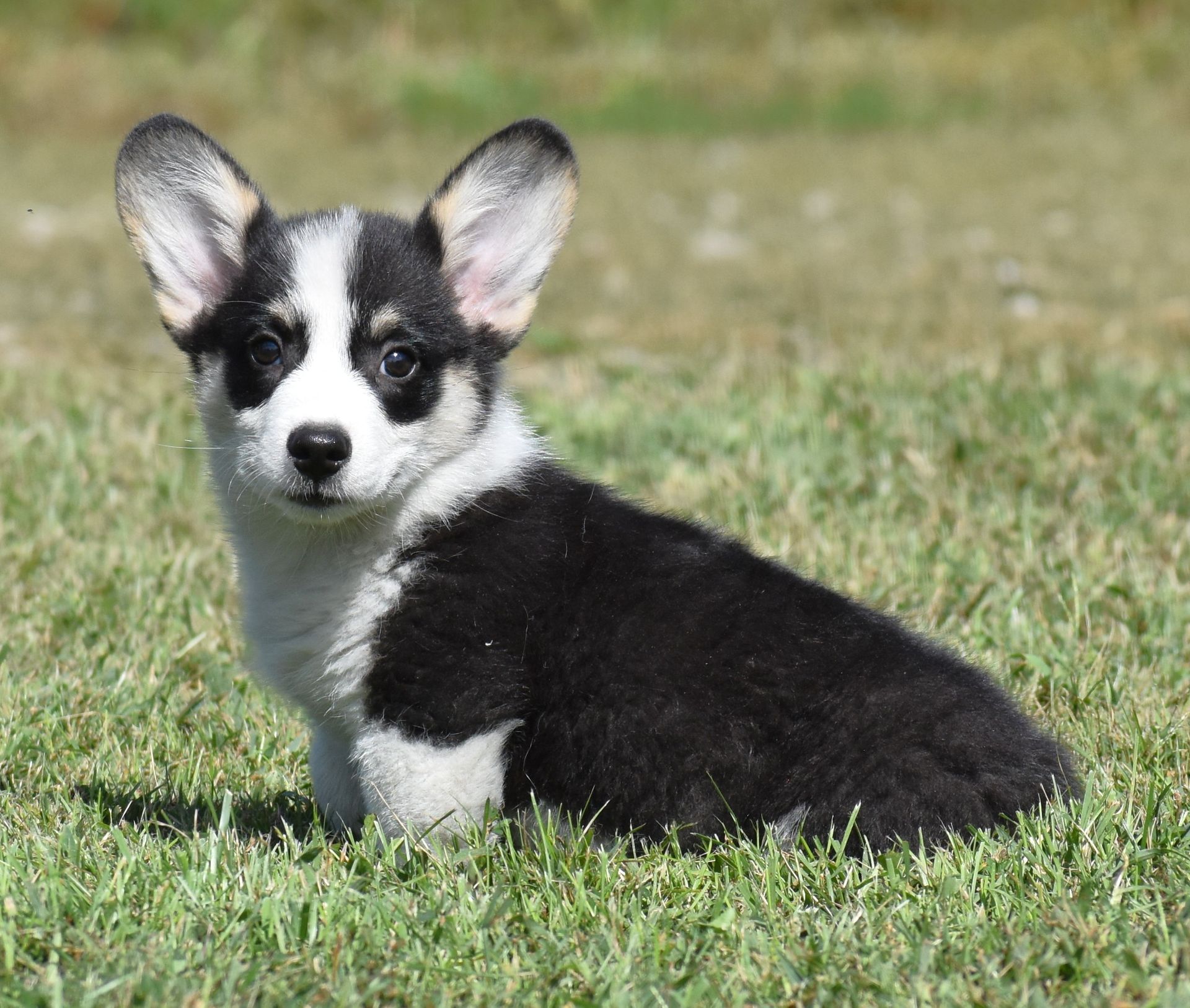 Austin, Pembroke Welsh Corgi puppy at F&M Corgis, photo 4