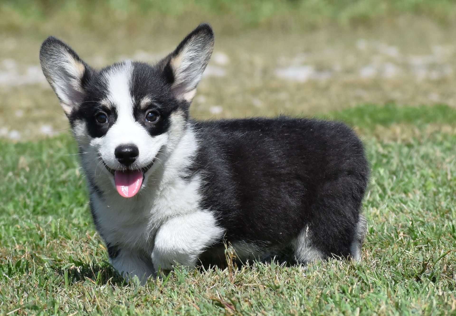 Austin, Pembroke Welsh Corgi puppy at F&M Corgis, photo 3