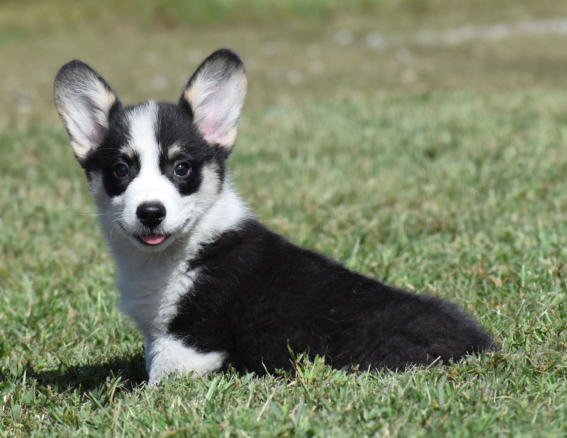 Austin, Pembroke Welsh Corgi puppy at F&M Corgis, photo 2