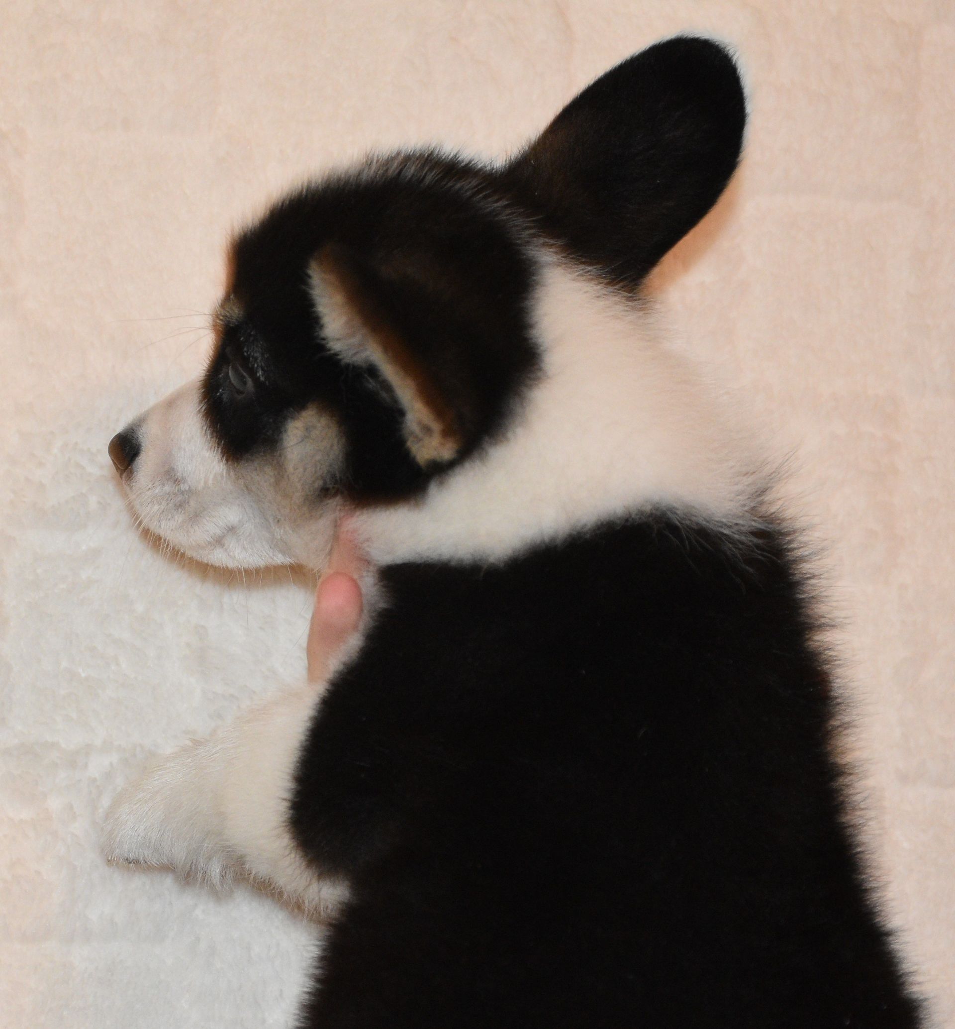 Austin, Pembroke Welsh Corgi puppy at F&M Corgis, photo 15