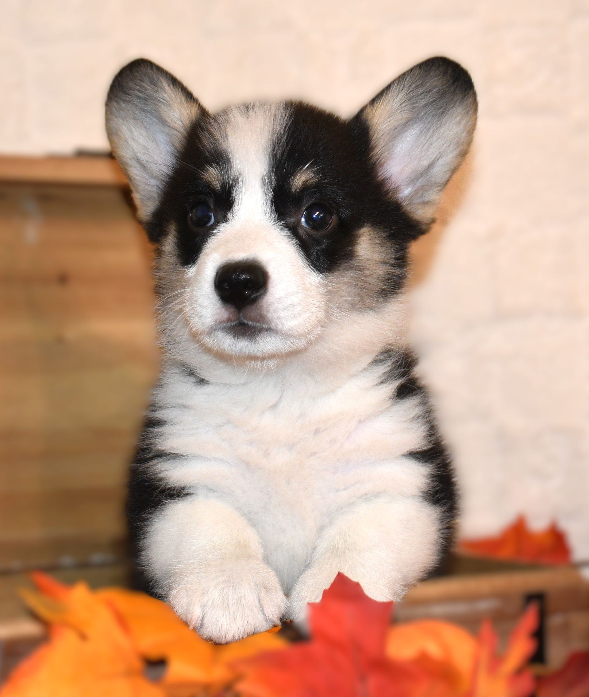 Austin, Pembroke Welsh Corgi puppy for sale at F&M Corgis