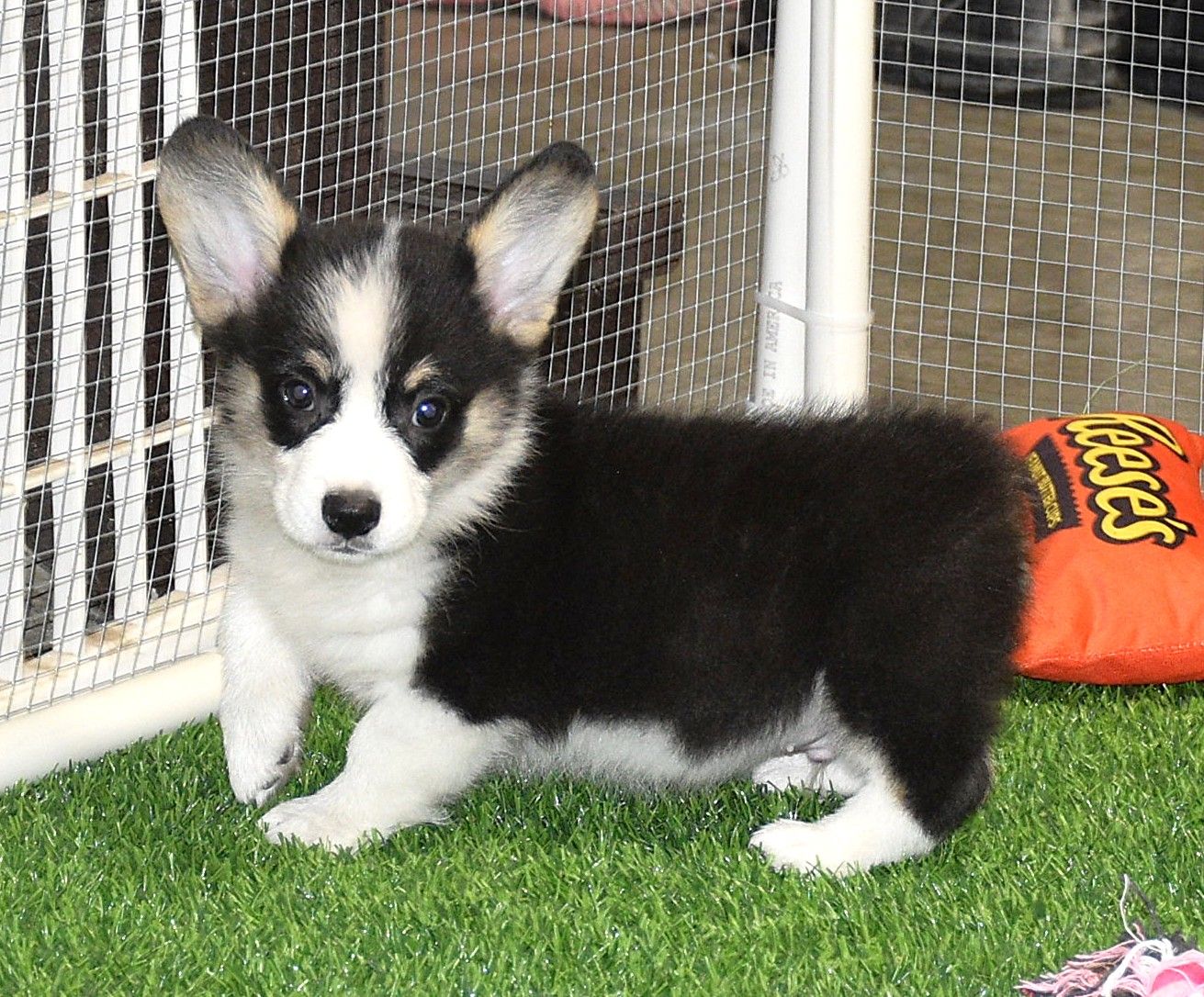 Austin, Pembroke Welsh Corgi puppy at F&M Corgis, photo 14