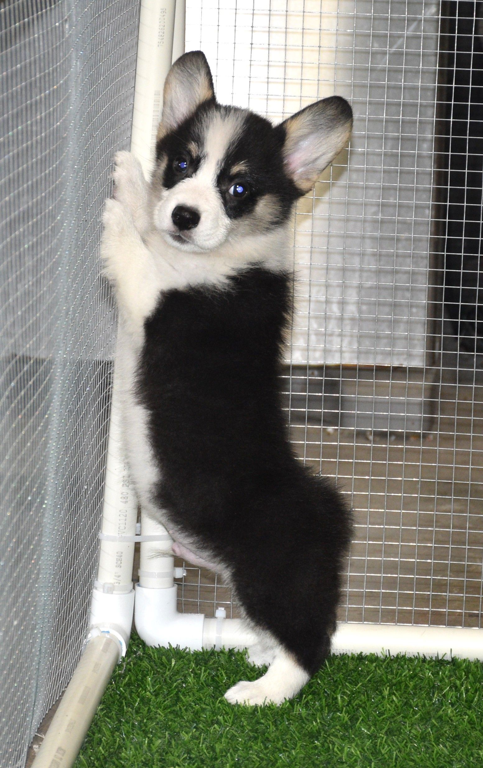 Austin, Pembroke Welsh Corgi puppy at F&M Corgis, photo 13