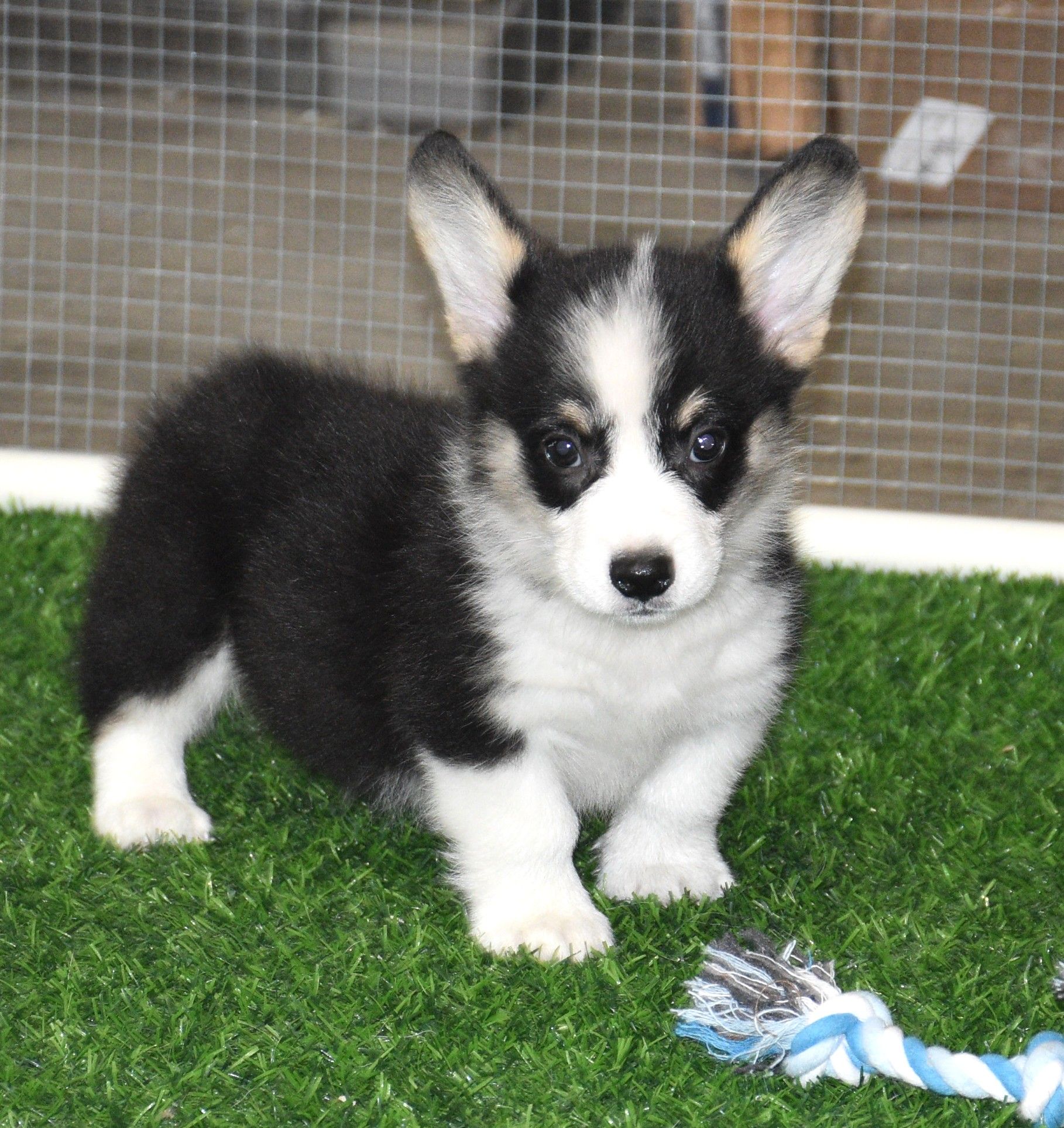 Austin, Pembroke Welsh Corgi puppy at F&M Corgis, photo 12