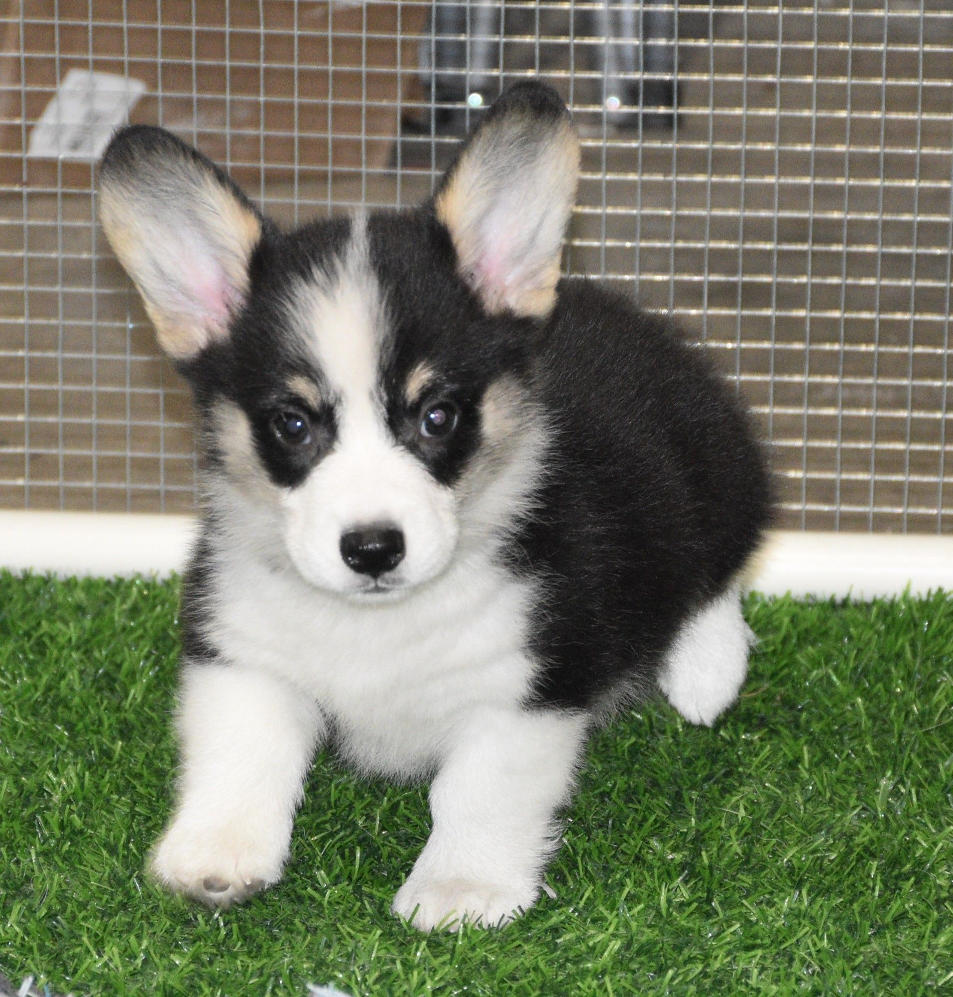 Austin, Pembroke Welsh Corgi puppy at F&M Corgis, photo 11