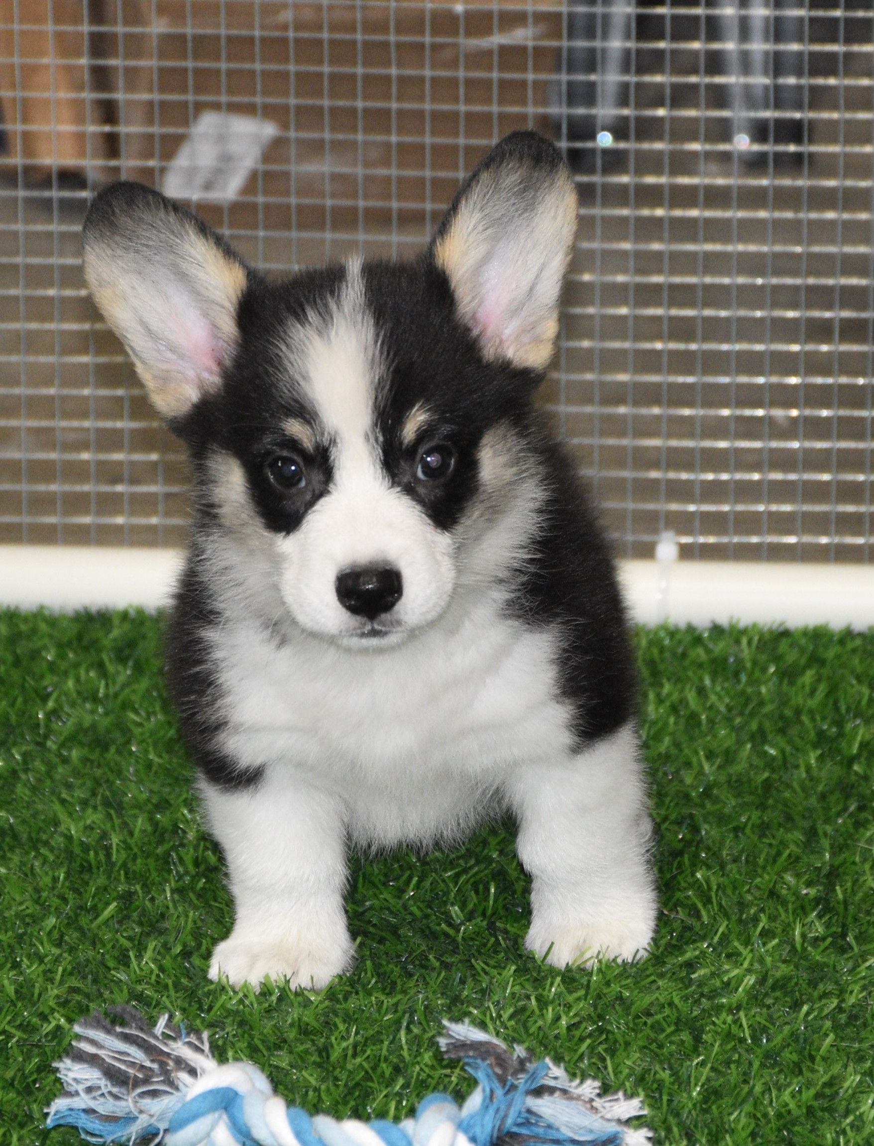 Austin, Pembroke Welsh Corgi puppy at F&M Corgis, photo 10