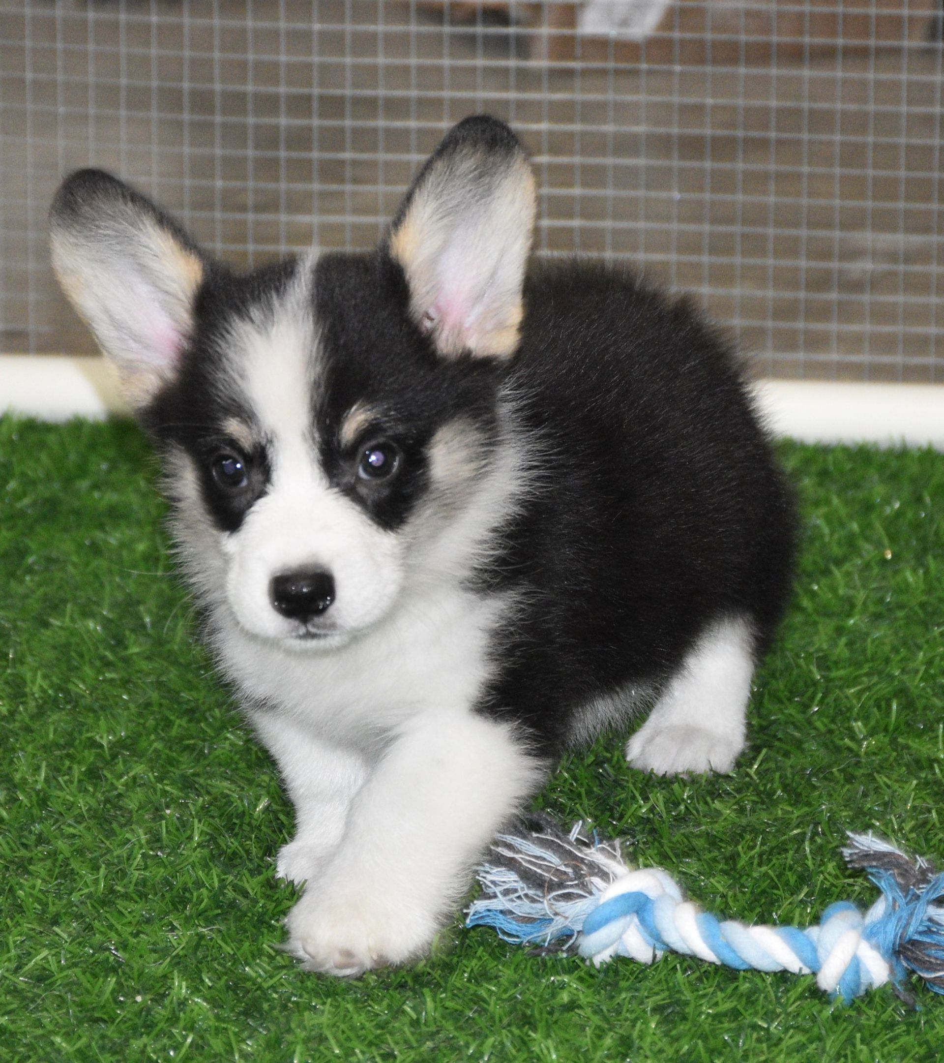 Austin, Pembroke Welsh Corgi puppy at F&M Corgis, photo 9