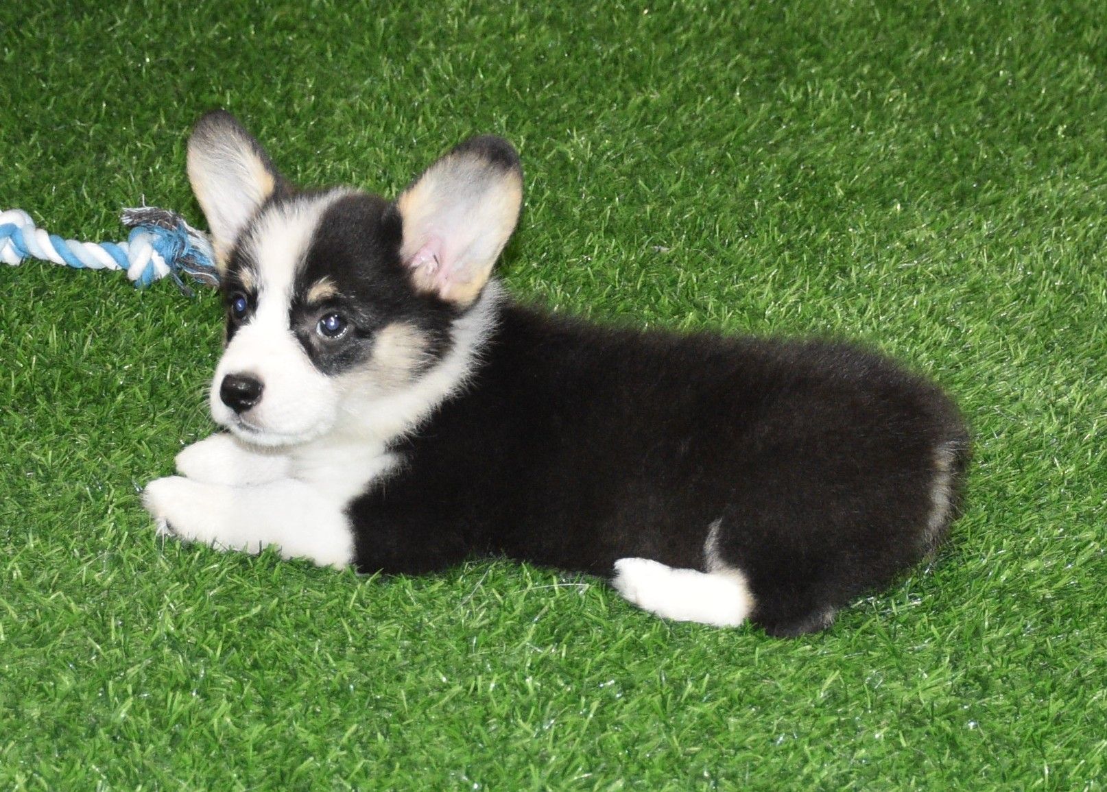 Austin, Pembroke Welsh Corgi puppy at F&M Corgis, photo 8