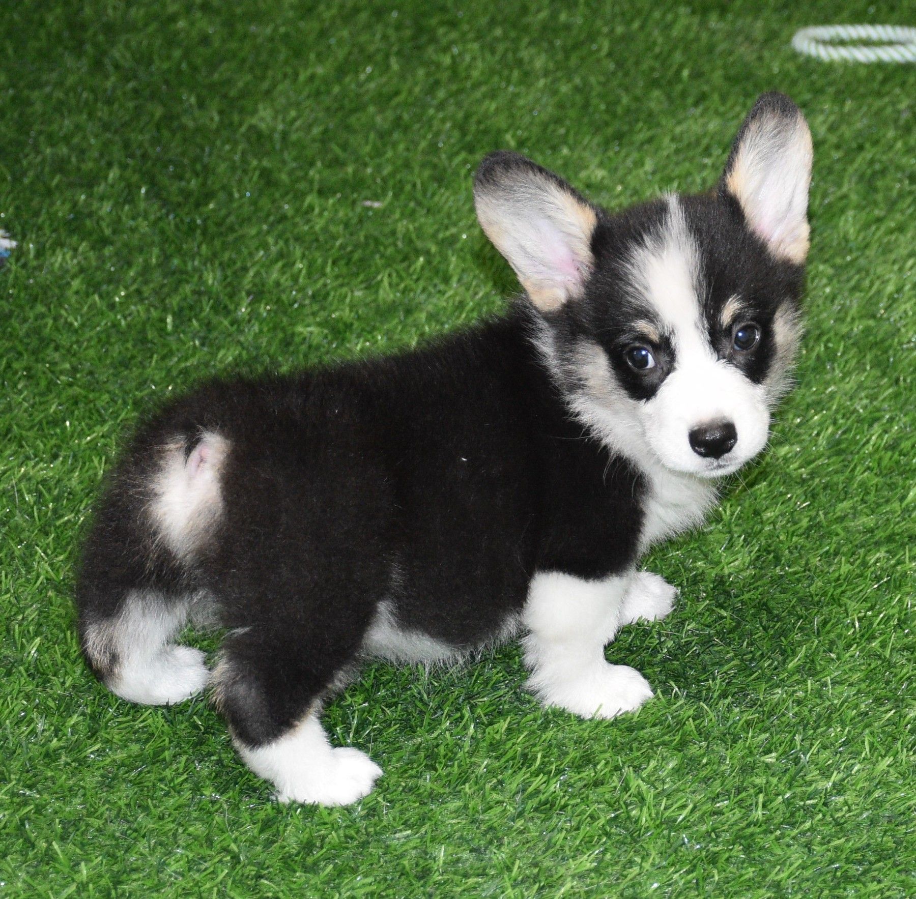 Austin, Pembroke Welsh Corgi puppy at F&M Corgis, photo 7