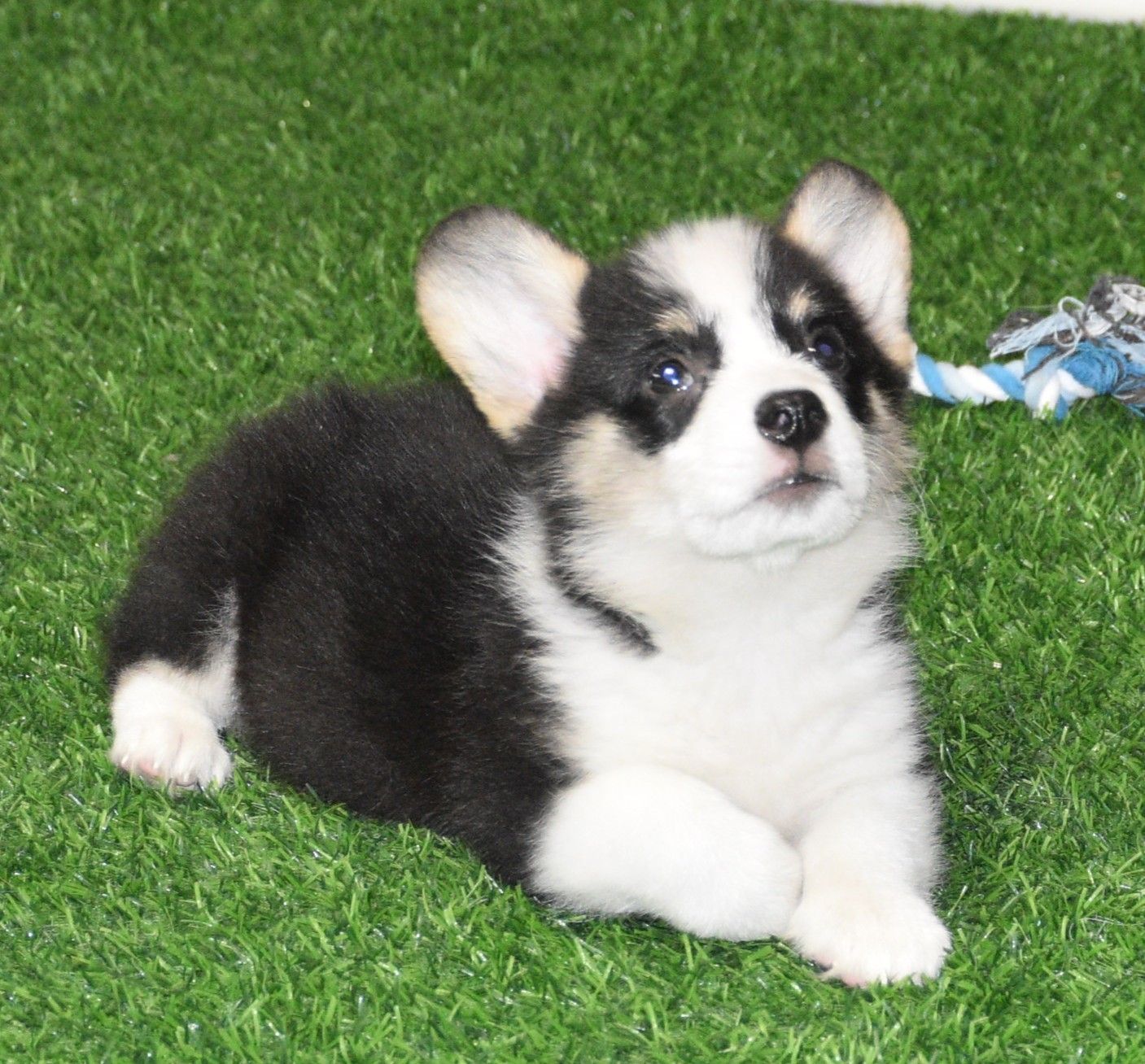 Austin, Pembroke Welsh Corgi puppy at F&M Corgis, photo 6
