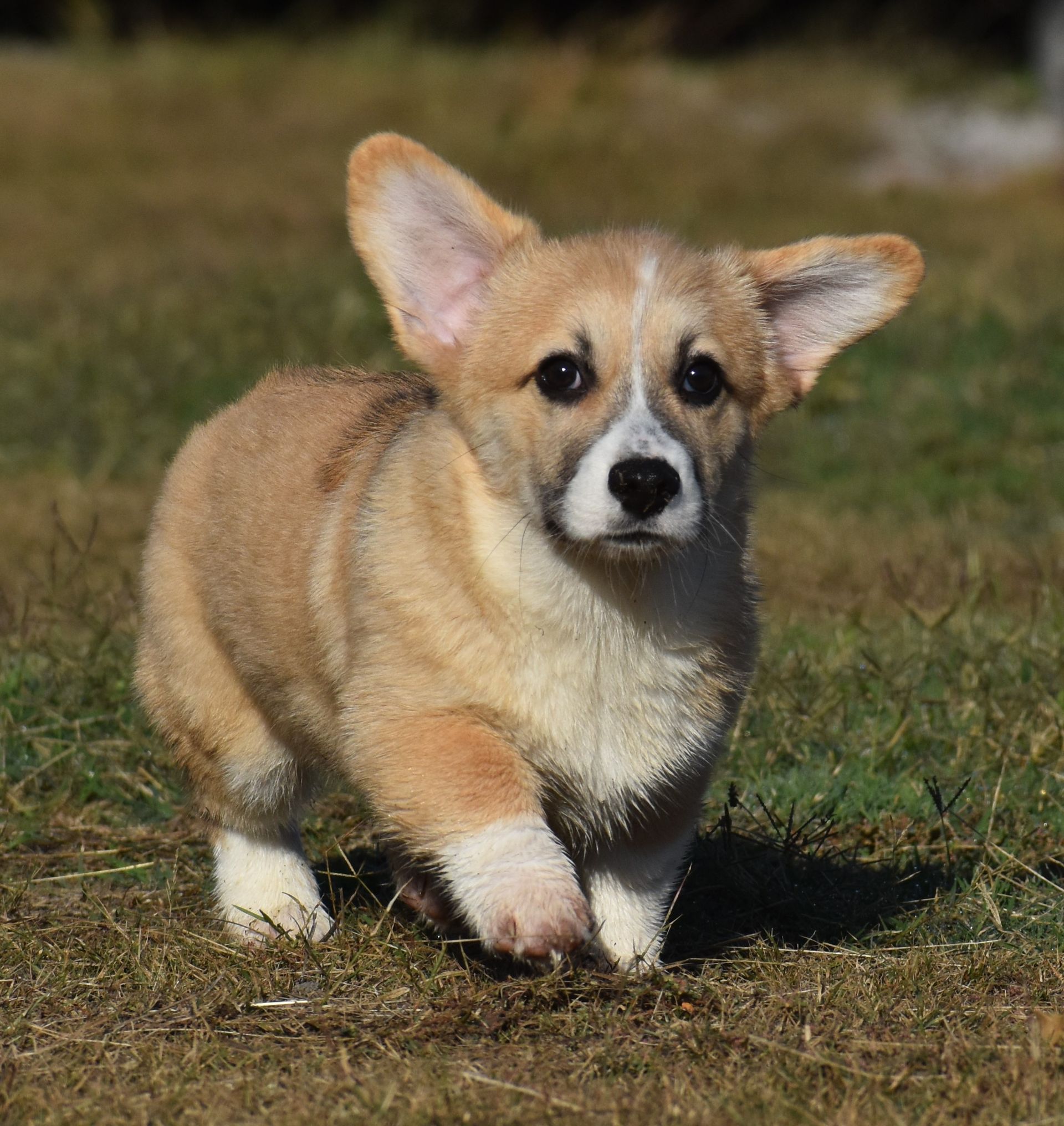 Brad, Pembroke Welsh Corgi puppy at F&M Corgis, photo 3