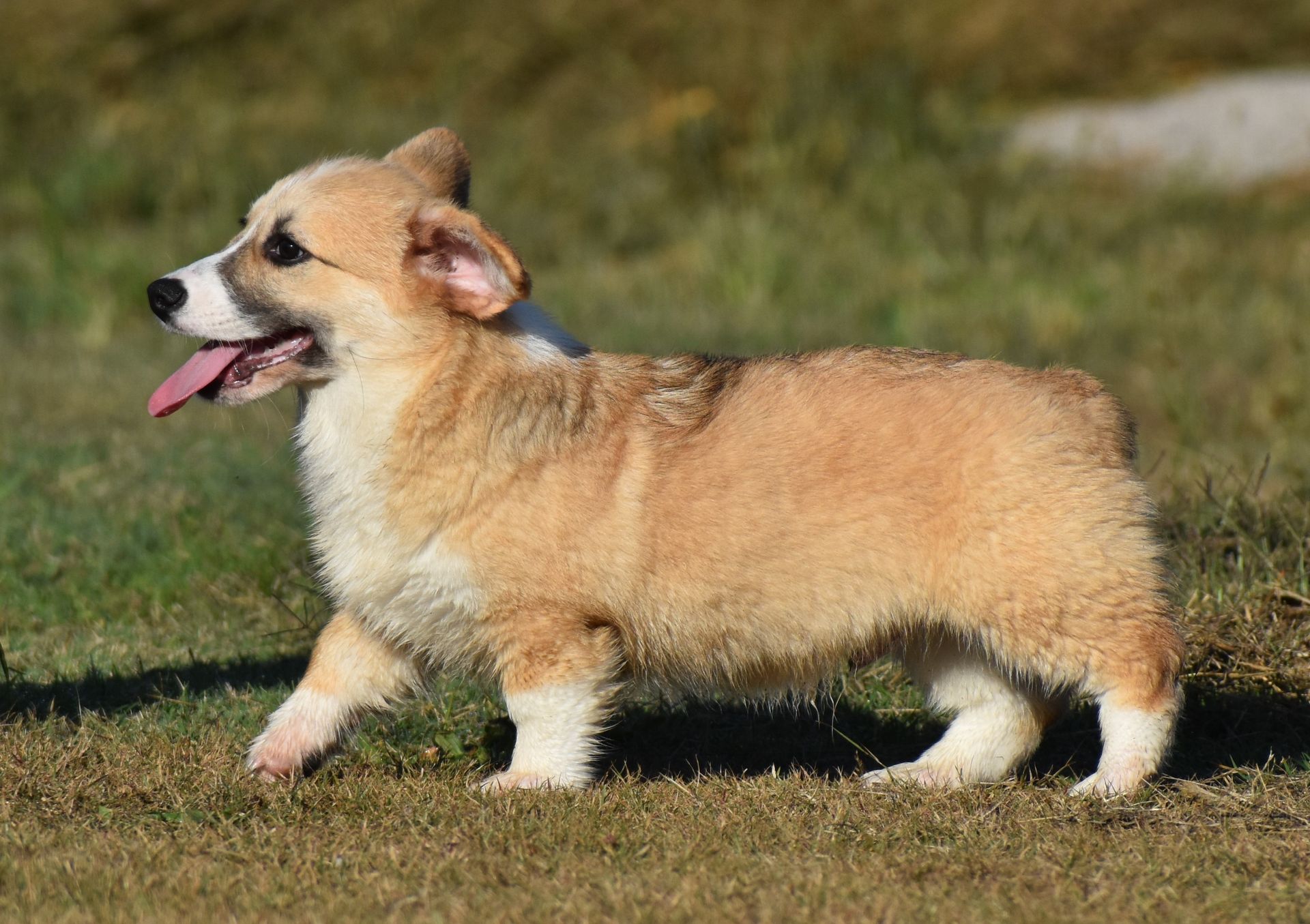 Brad, Pembroke Welsh Corgi puppy at F&M Corgis, photo 2