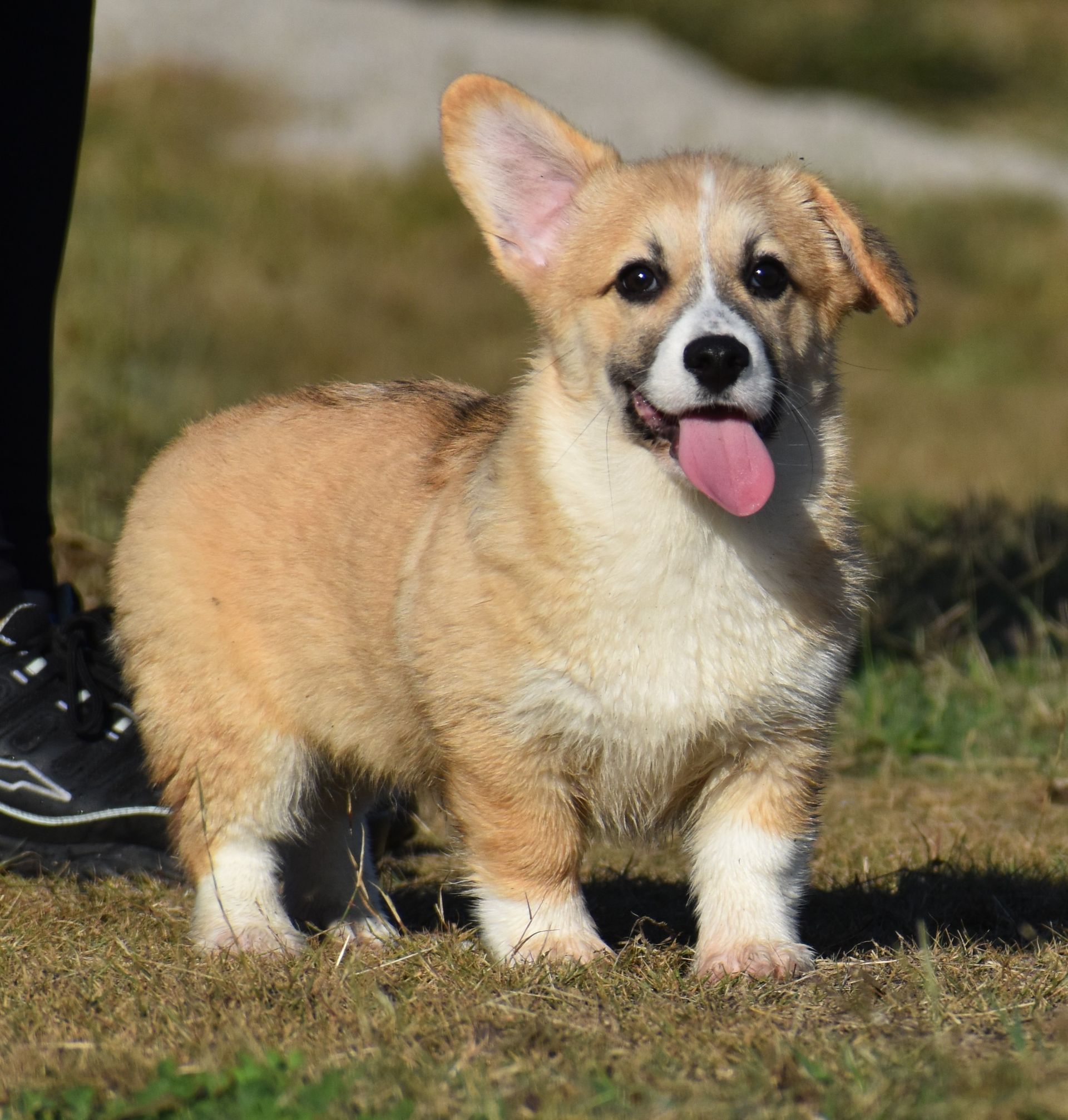 Brad, Pembroke Welsh Corgi puppy for sale at F&M Corgis