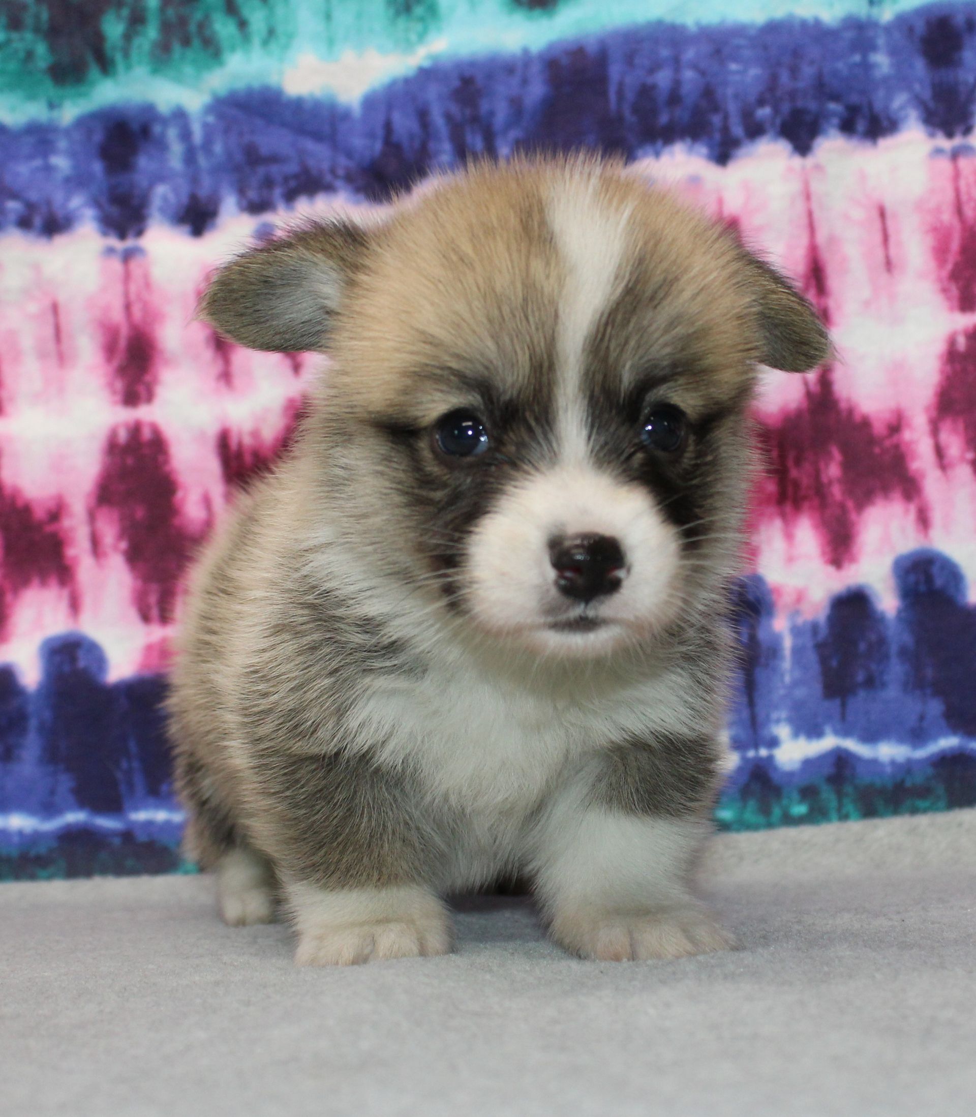Brad, Pembroke Welsh Corgi puppy at F&M Corgis, photo 14