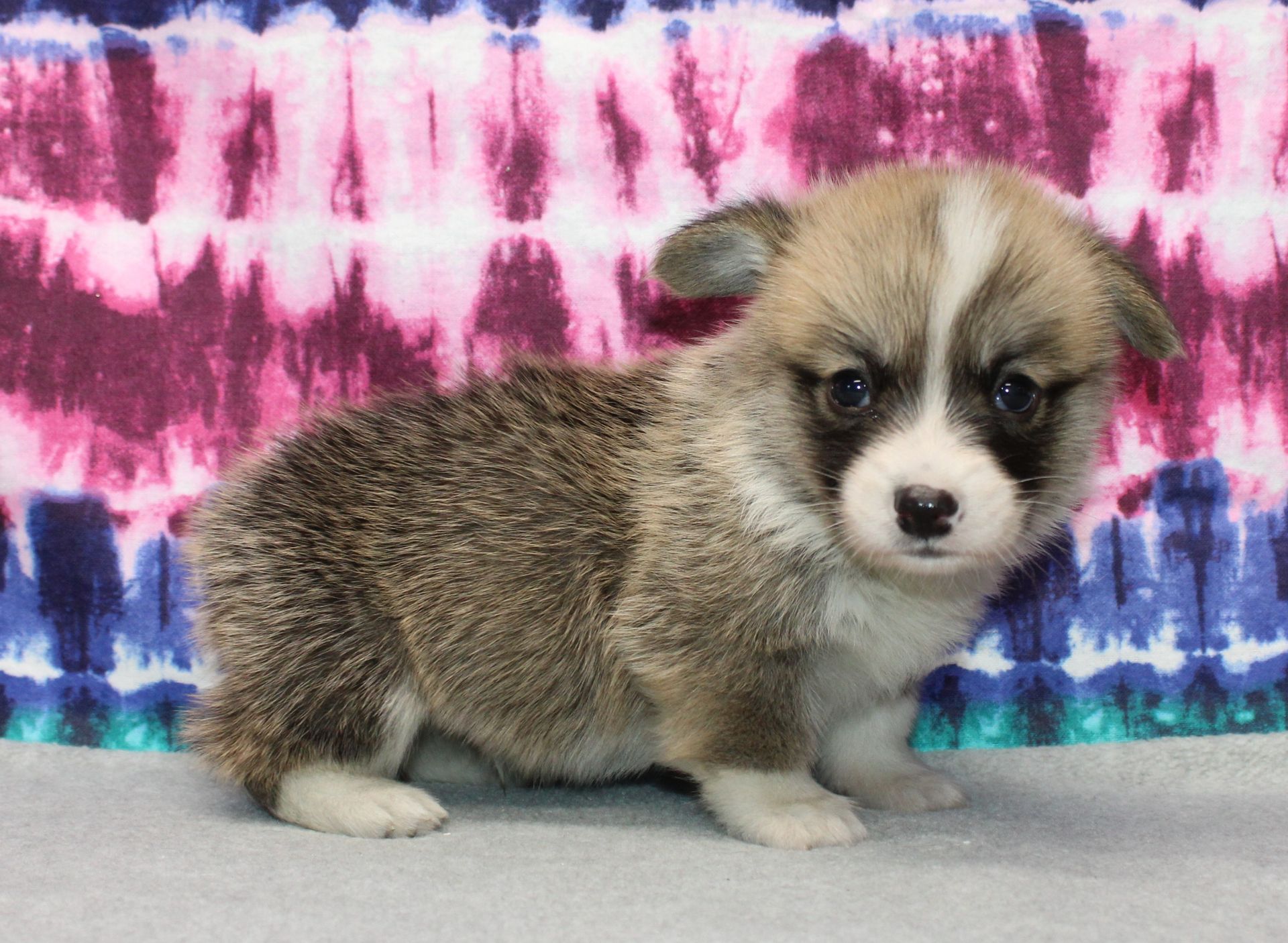 Brad, Pembroke Welsh Corgi puppy at F&M Corgis, photo 15