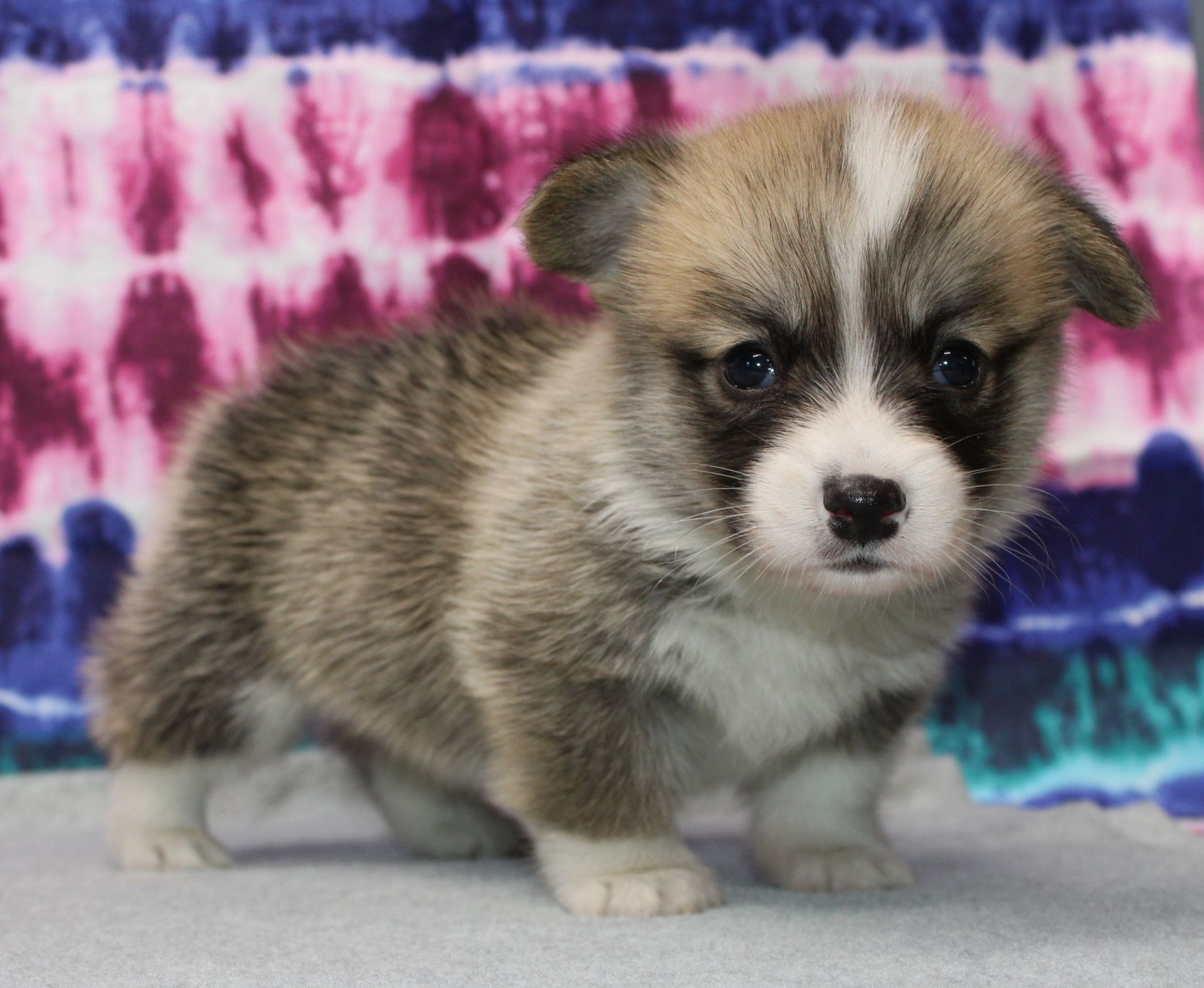 Brad, Pembroke Welsh Corgi puppy at F&M Corgis, photo 16
