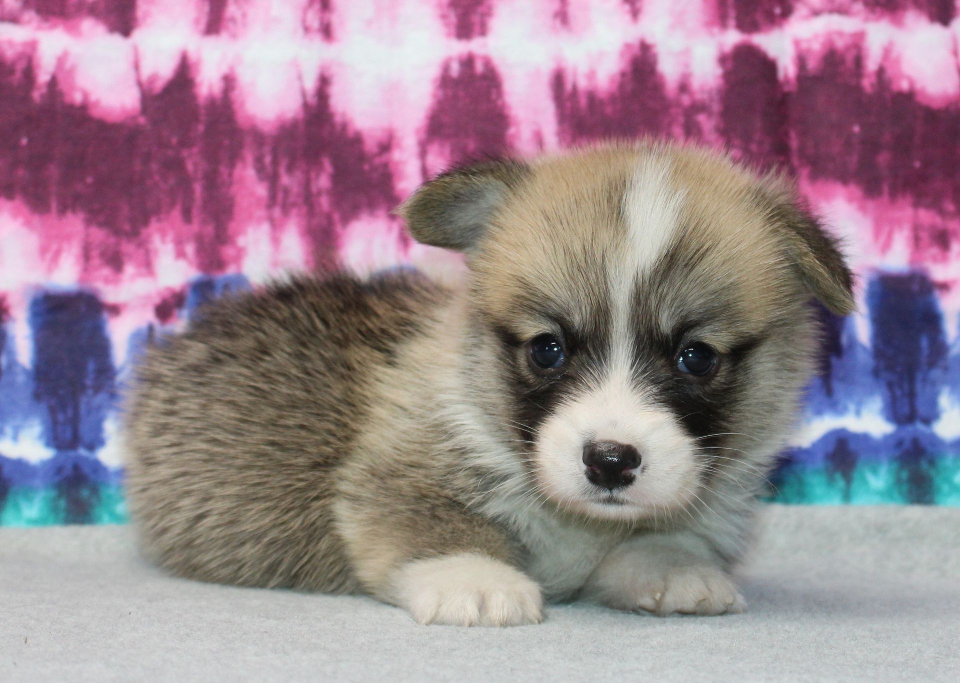 Brad, Pembroke Welsh Corgi puppy at F&M Corgis, photo 17