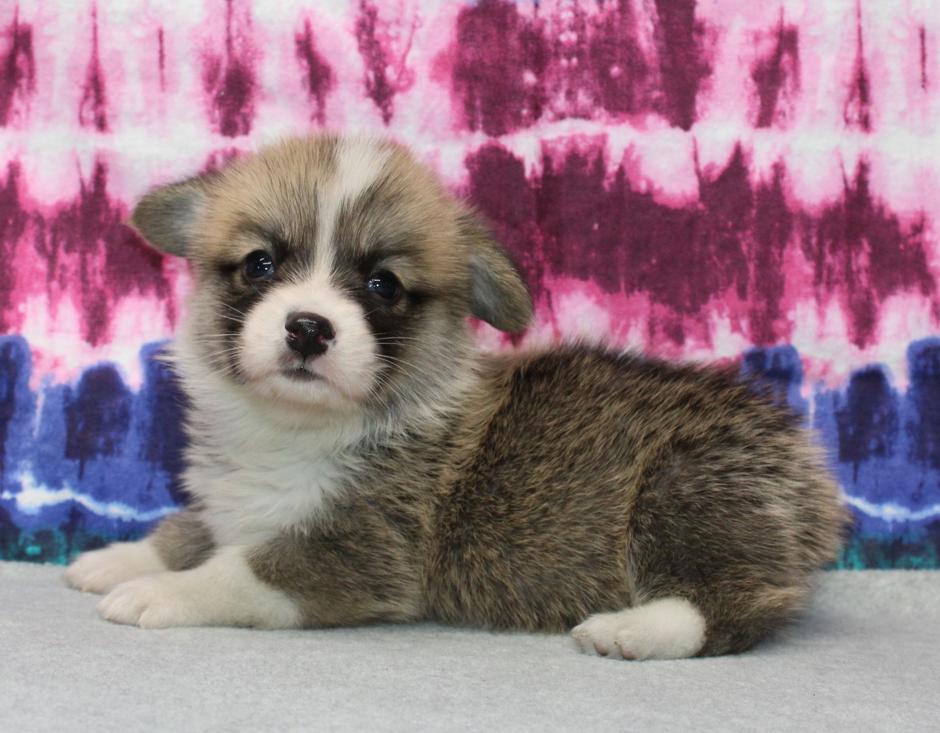 Brad, Pembroke Welsh Corgi puppy at F&M Corgis, photo 18