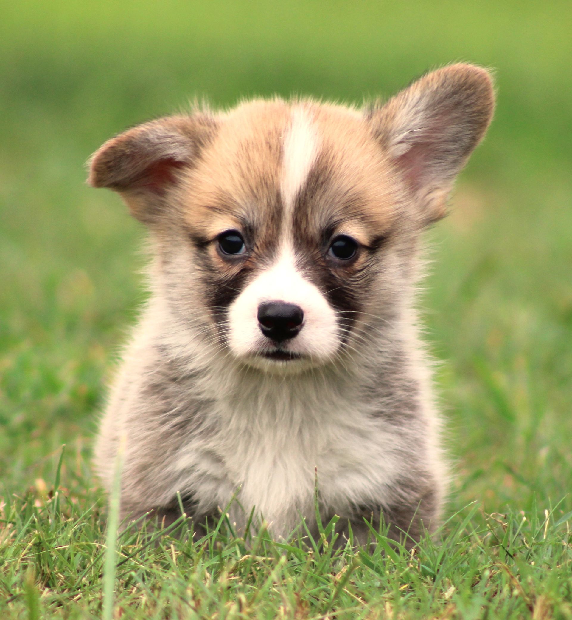 Brad, Pembroke Welsh Corgi puppy at F&M Corgis, photo 13