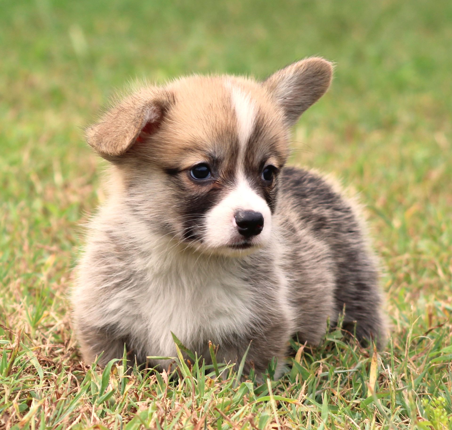 Brad, Pembroke Welsh Corgi puppy at F&M Corgis, photo 11