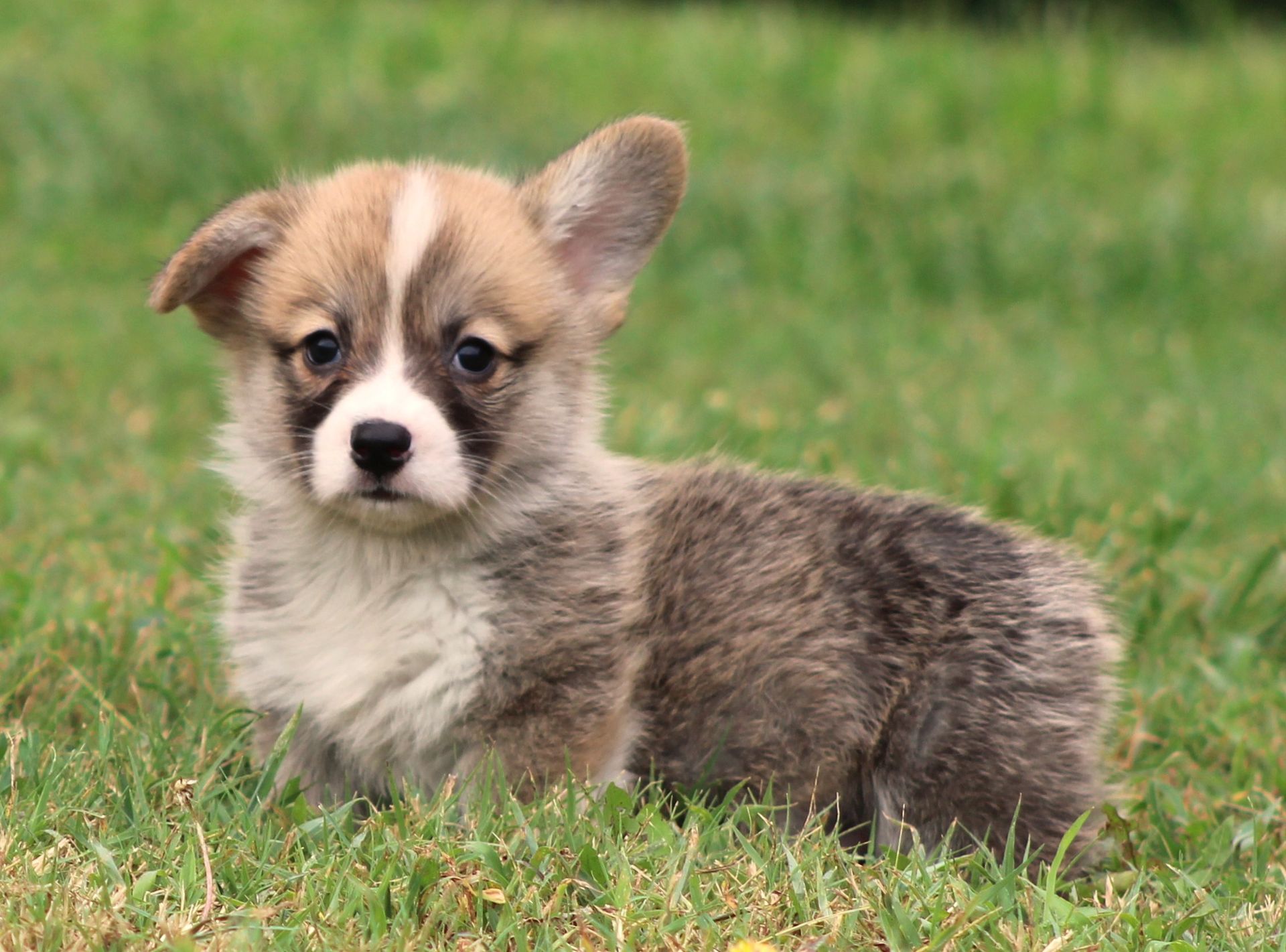 Brad, Pembroke Welsh Corgi puppy at F&M Corgis, photo 12