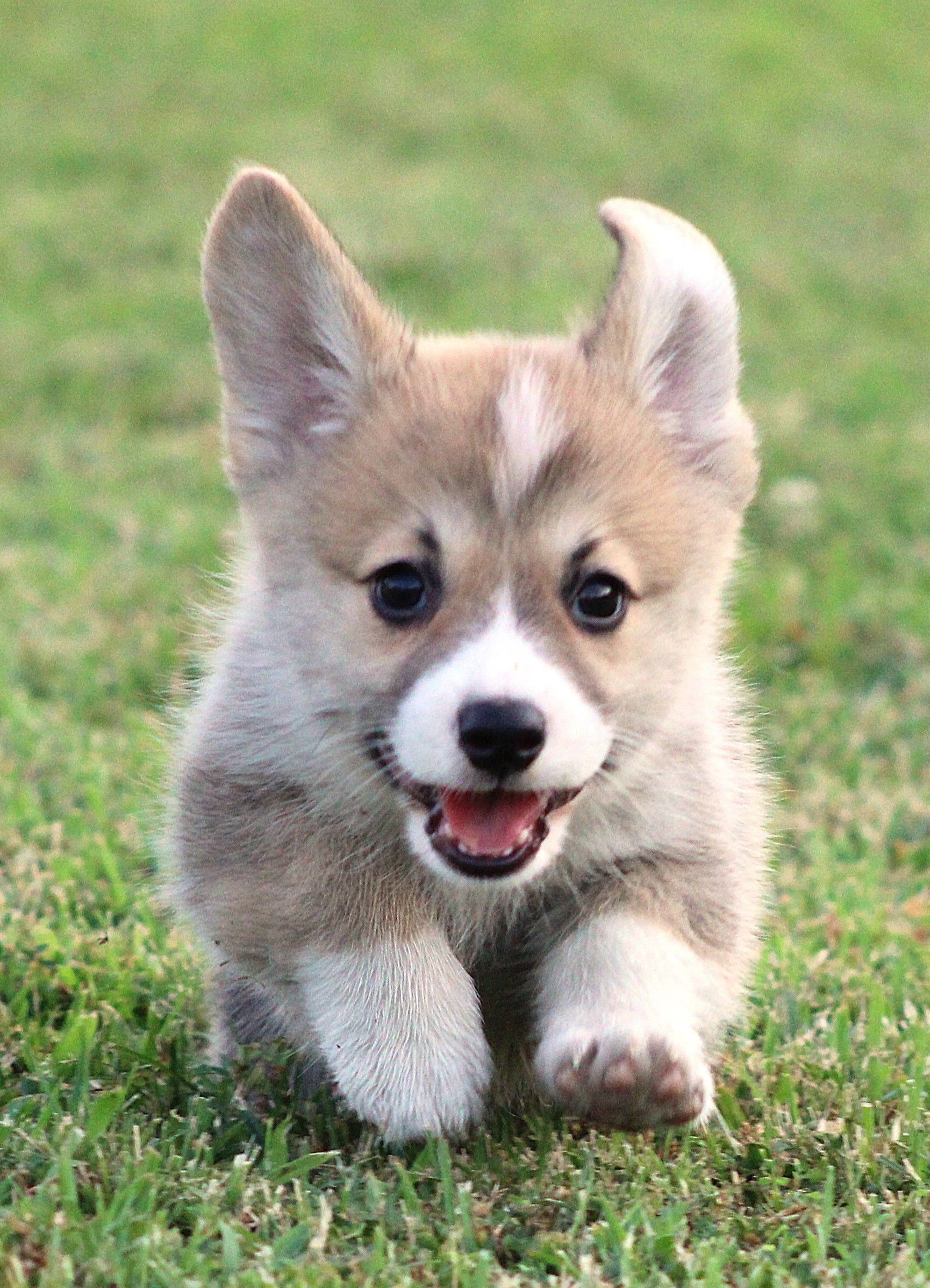 Brad, Pembroke Welsh Corgi puppy at F&M Corgis, photo 10