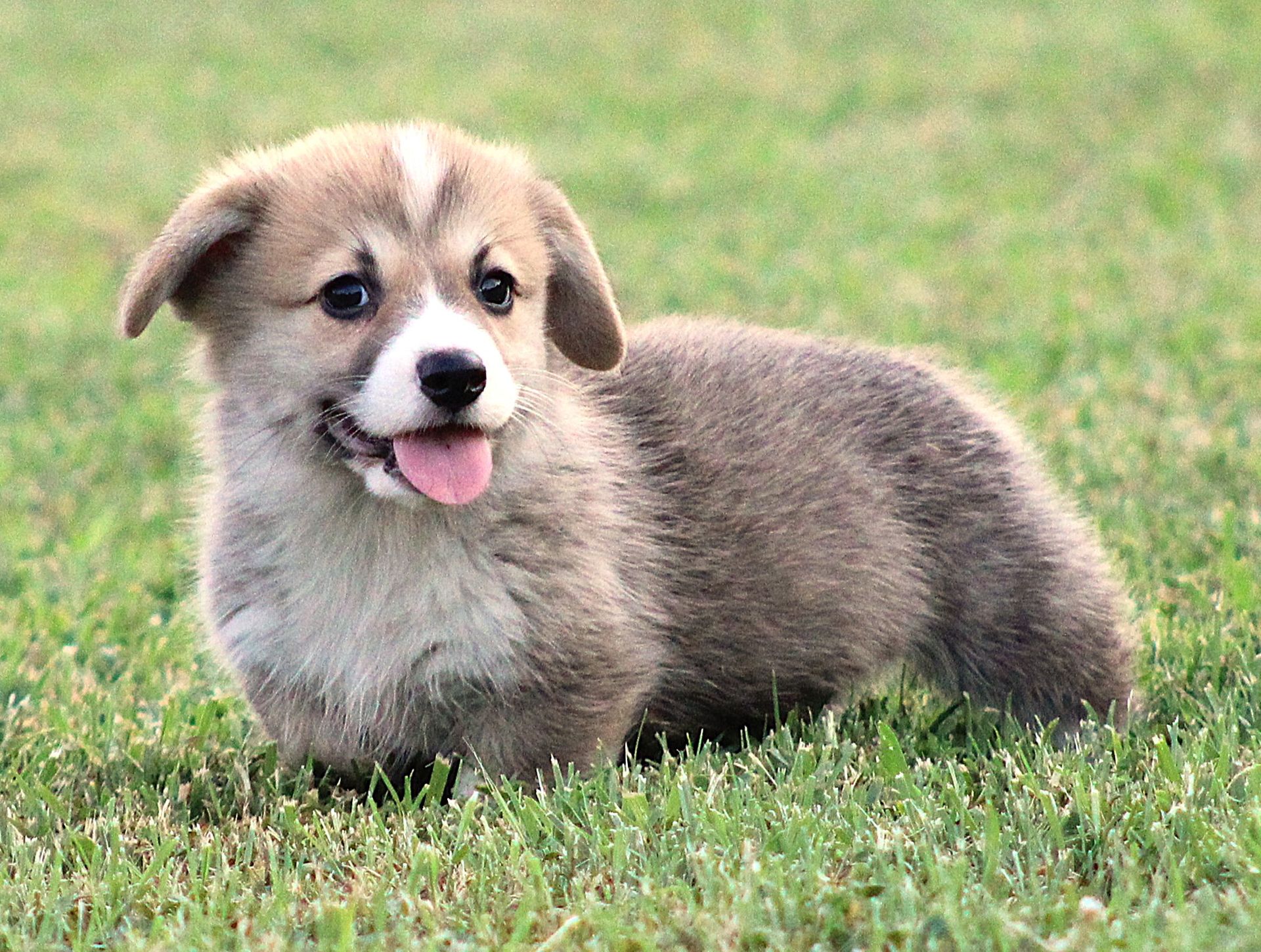 Brad, Pembroke Welsh Corgi puppy at F&M Corgis, photo 9