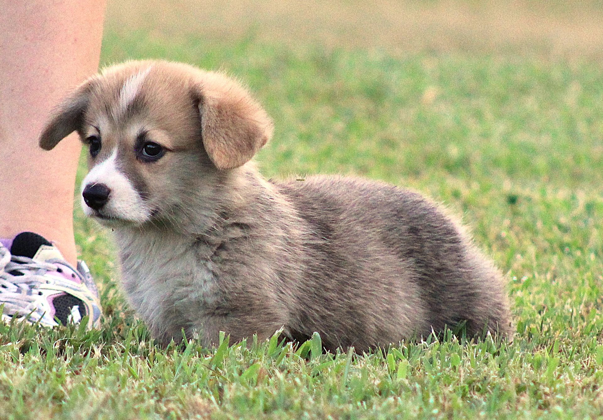 Brad, Pembroke Welsh Corgi puppy at F&M Corgis, photo 8