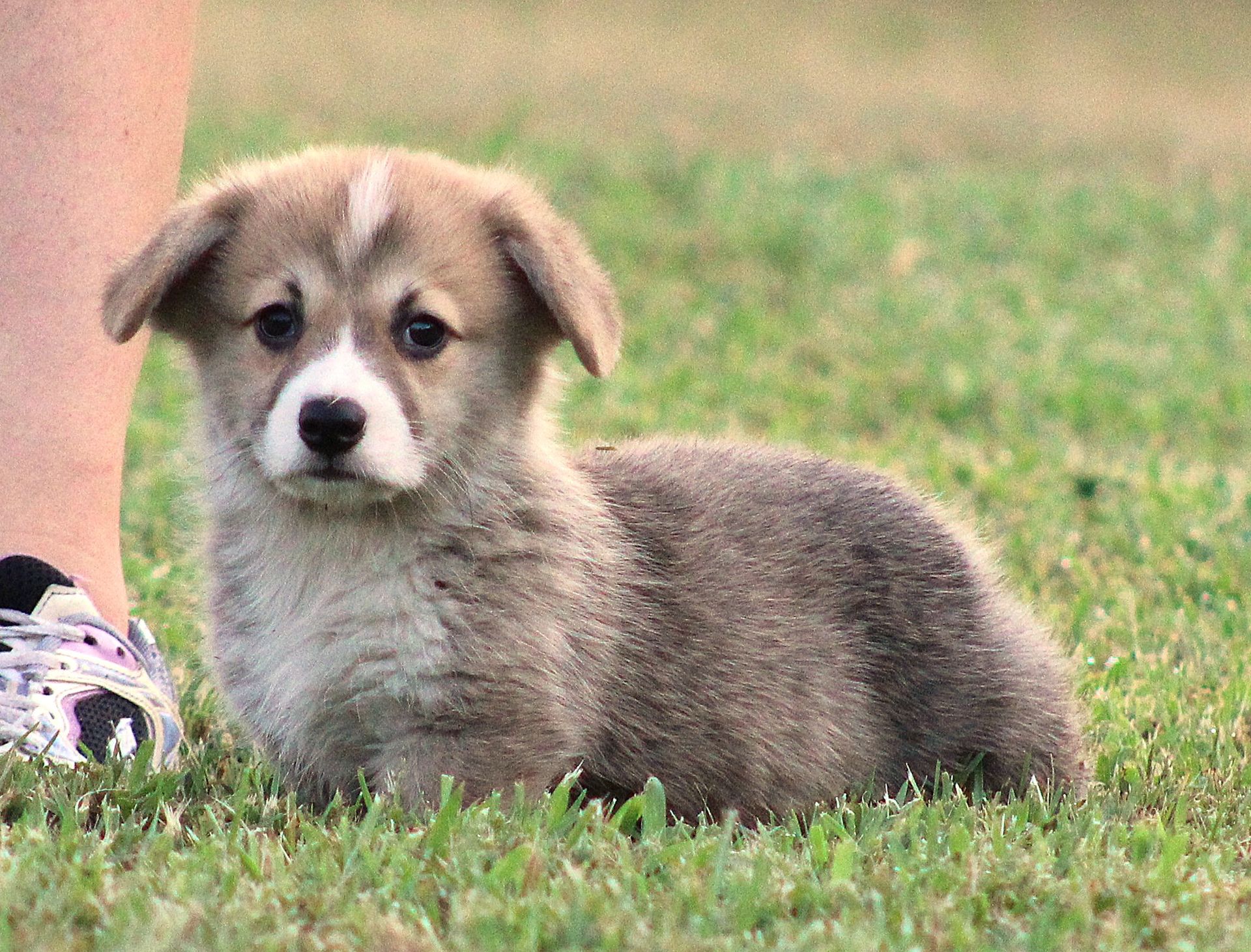 Brad, Pembroke Welsh Corgi puppy at F&M Corgis, photo 7
