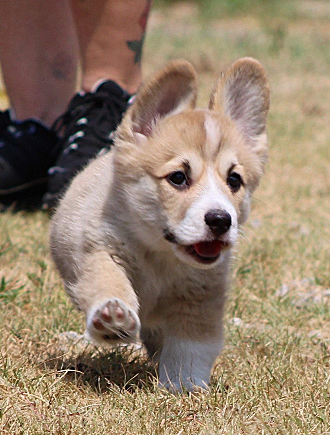 Brad, Pembroke Welsh Corgi puppy at F&M Corgis, photo 6