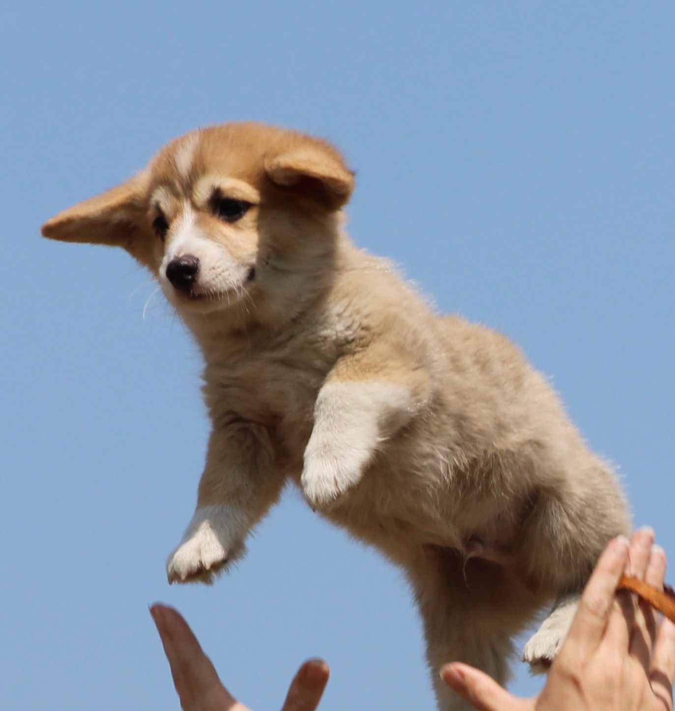 Brad, Pembroke Welsh Corgi puppy at F&M Corgis, photo 5