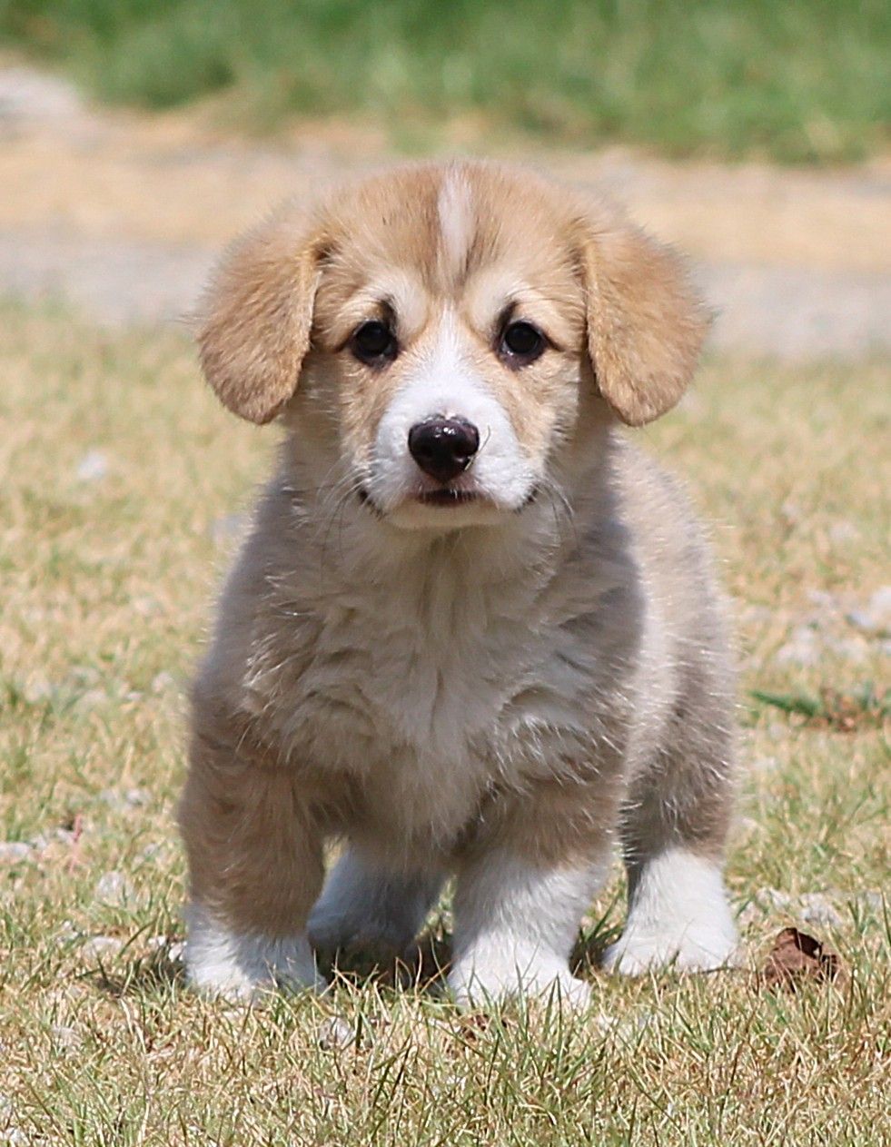 Brad, Pembroke Welsh Corgi puppy at F&M Corgis, photo 4