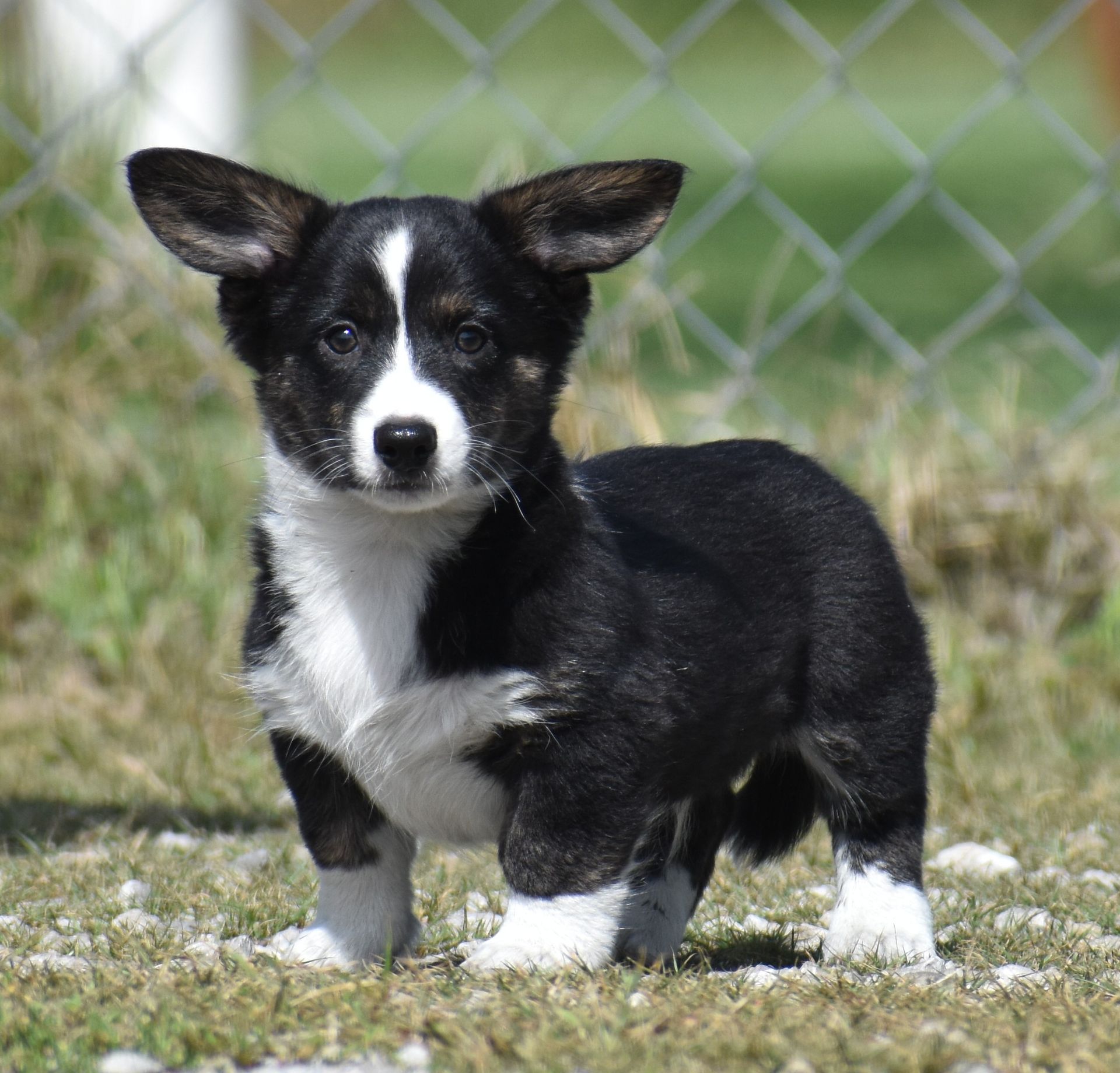 Buddy, Cardigan Welsh Corgi puppy for sale at F&M Corgis