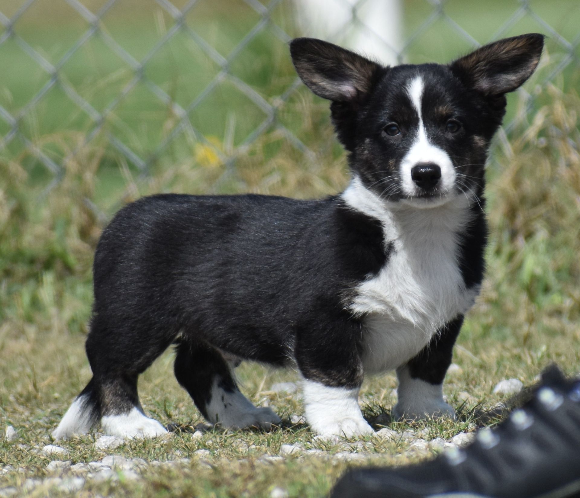 Buddy, Cardigan Welsh Corgi puppy at F&M Corgis, photo 3
