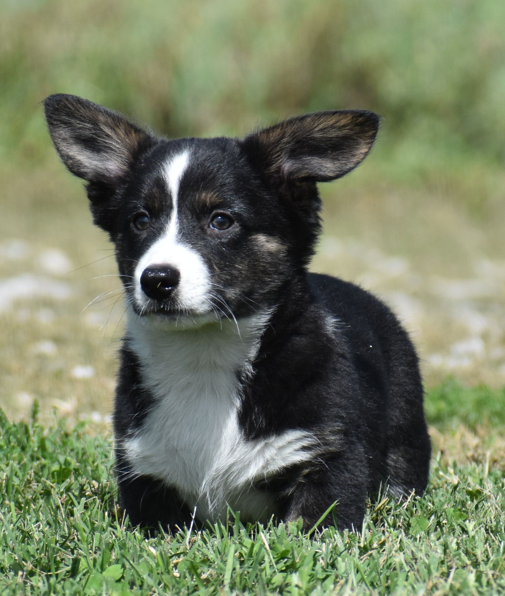 Buddy, Cardigan Welsh Corgi puppy at F&M Corgis, photo 2