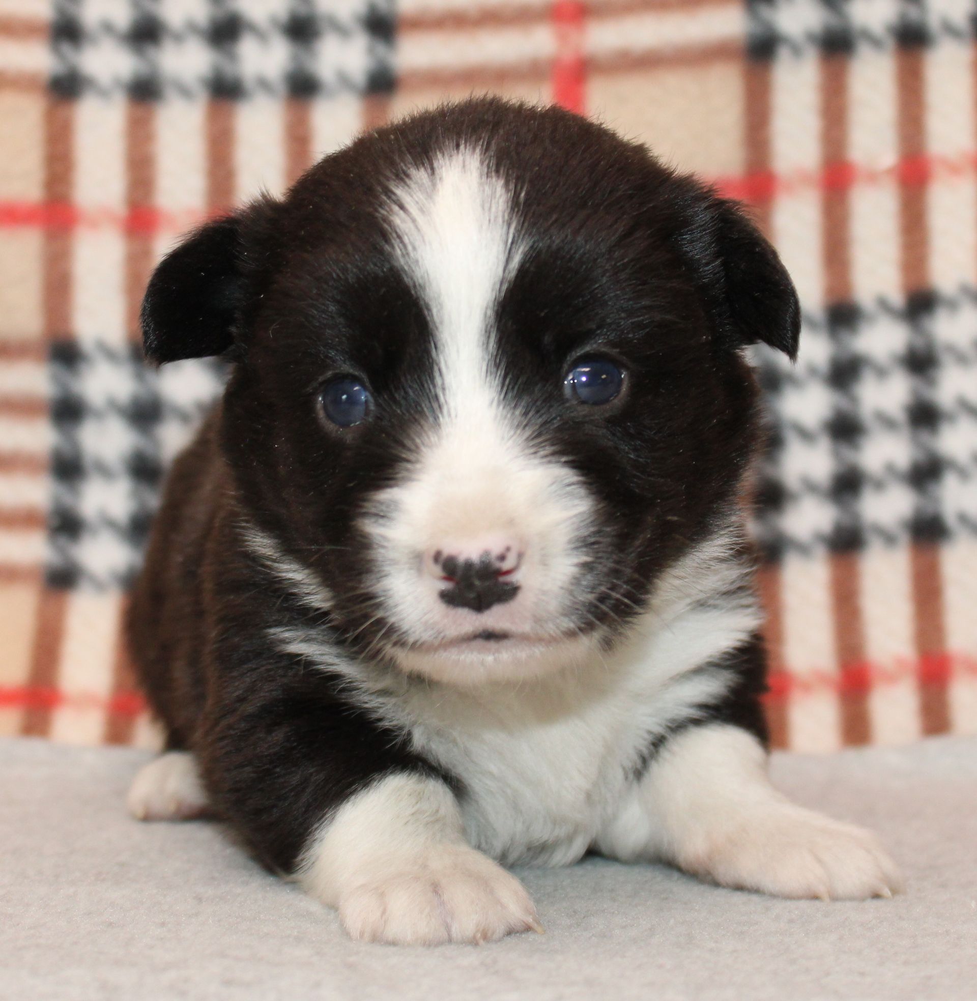 Buddy, Cardigan Welsh Corgi puppy at F&M Corgis, photo 7