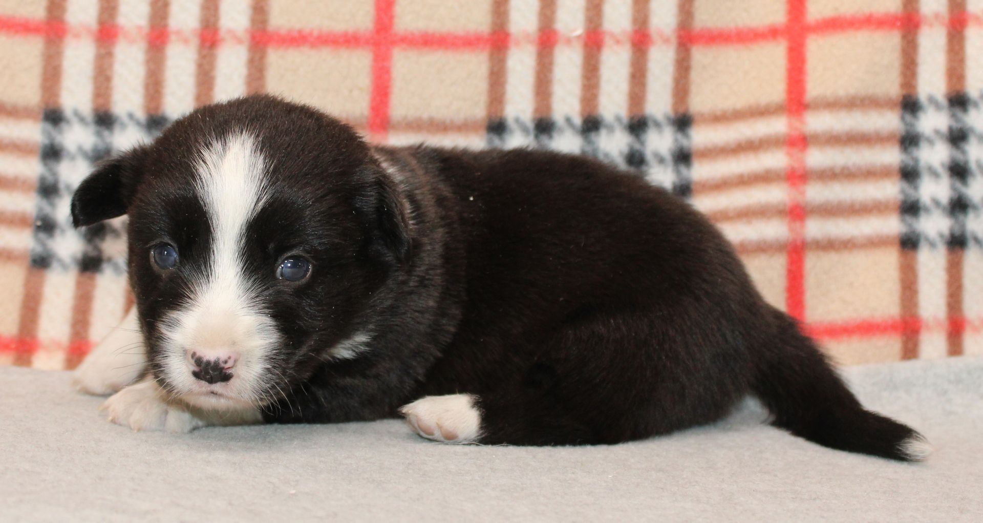 Buddy, Cardigan Welsh Corgi puppy at F&M Corgis, photo 8