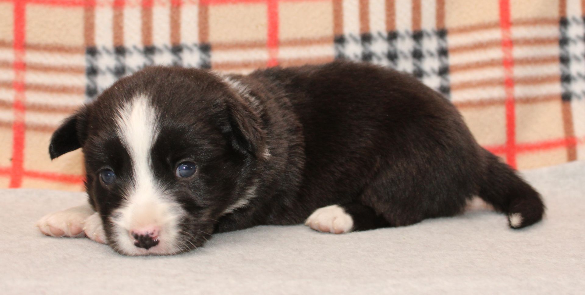 Buddy, Cardigan Welsh Corgi puppy at F&M Corgis, photo 9