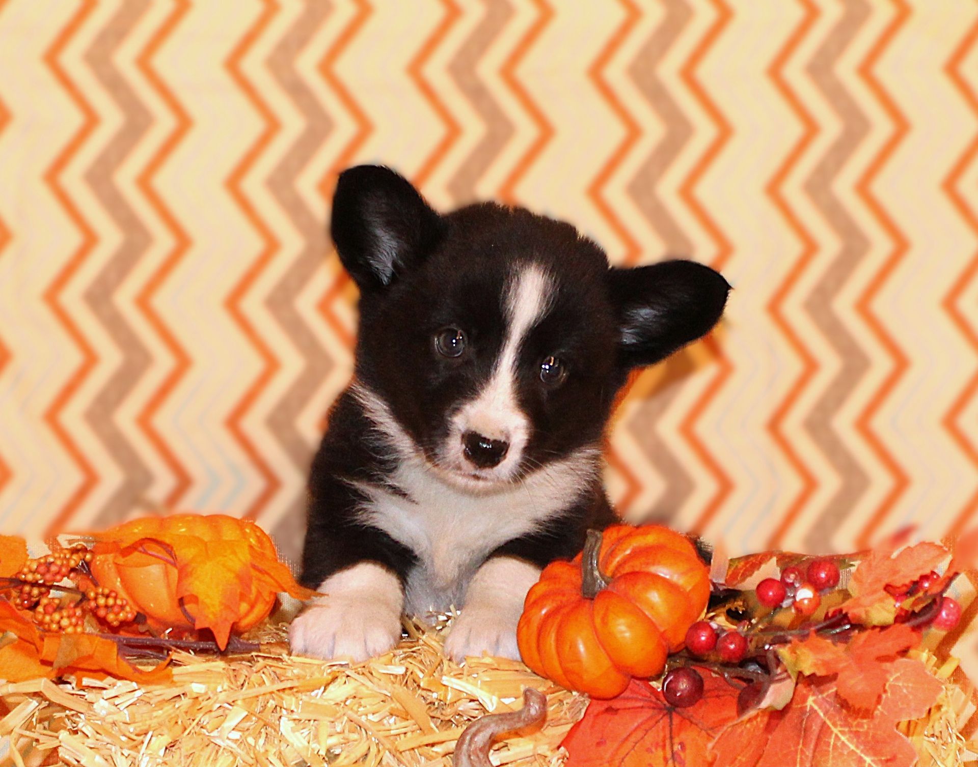 Buddy, Cardigan Welsh Corgi puppy at F&M Corgis, photo 6