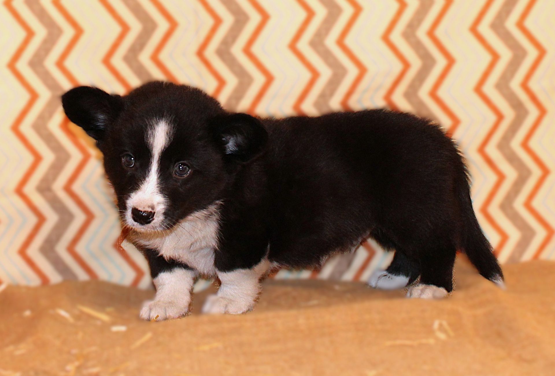 Buddy, Cardigan Welsh Corgi puppy at F&M Corgis, photo 5