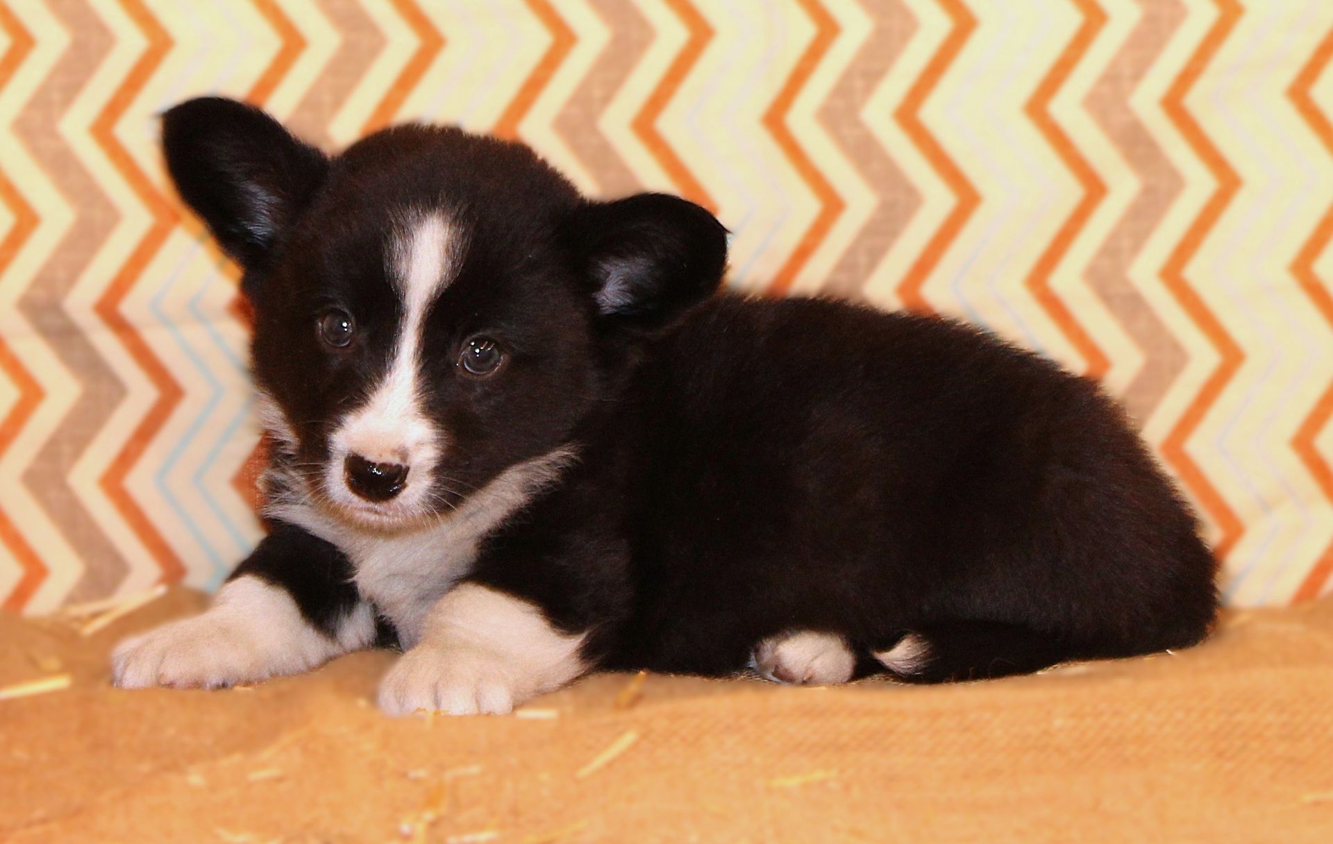 Buddy, Cardigan Welsh Corgi puppy at F&M Corgis, photo 4